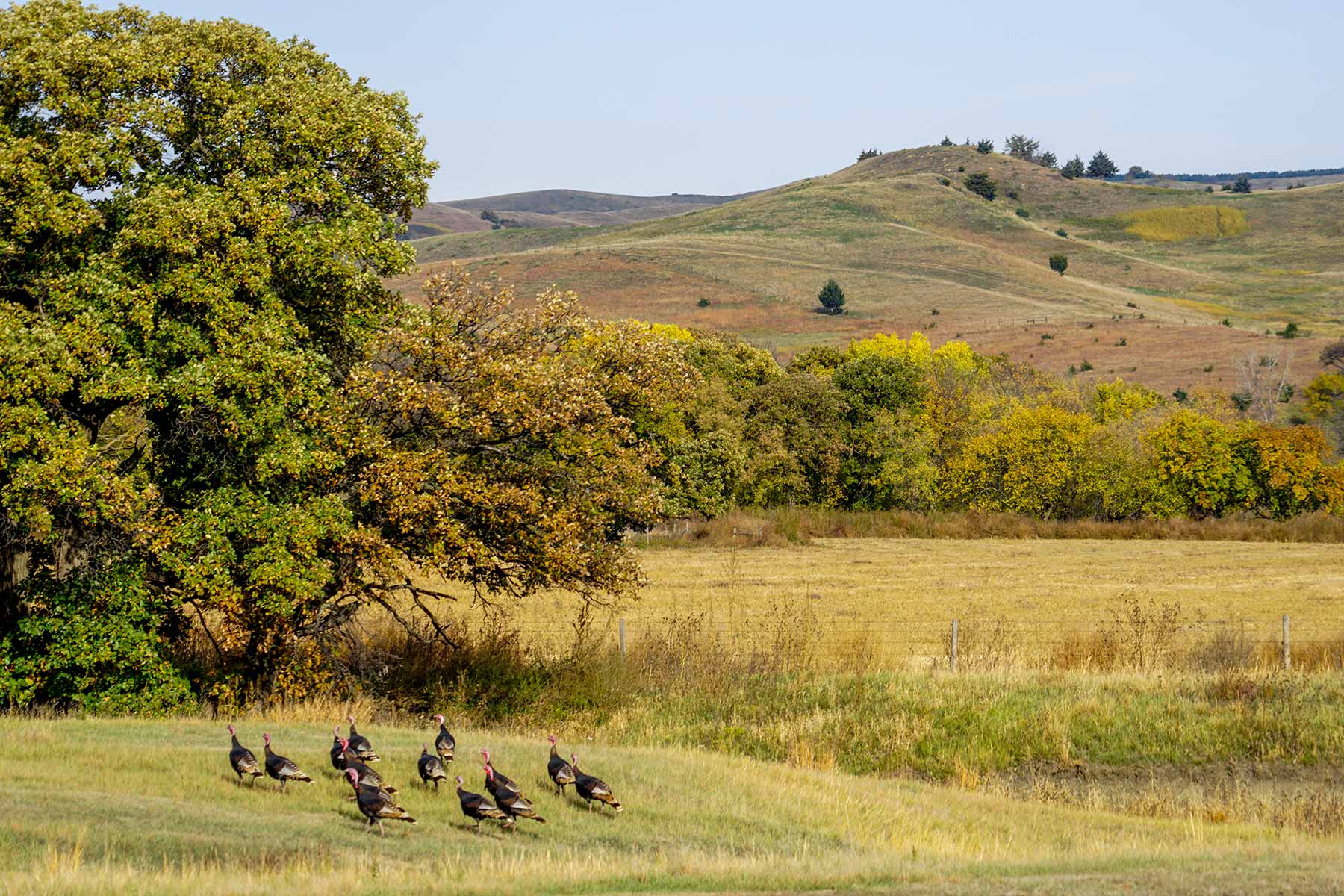 Majestic Ranch property picture 29 of 83