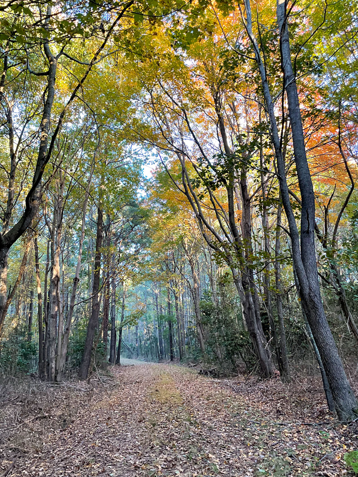 Bluff Point property picture 9 of 43