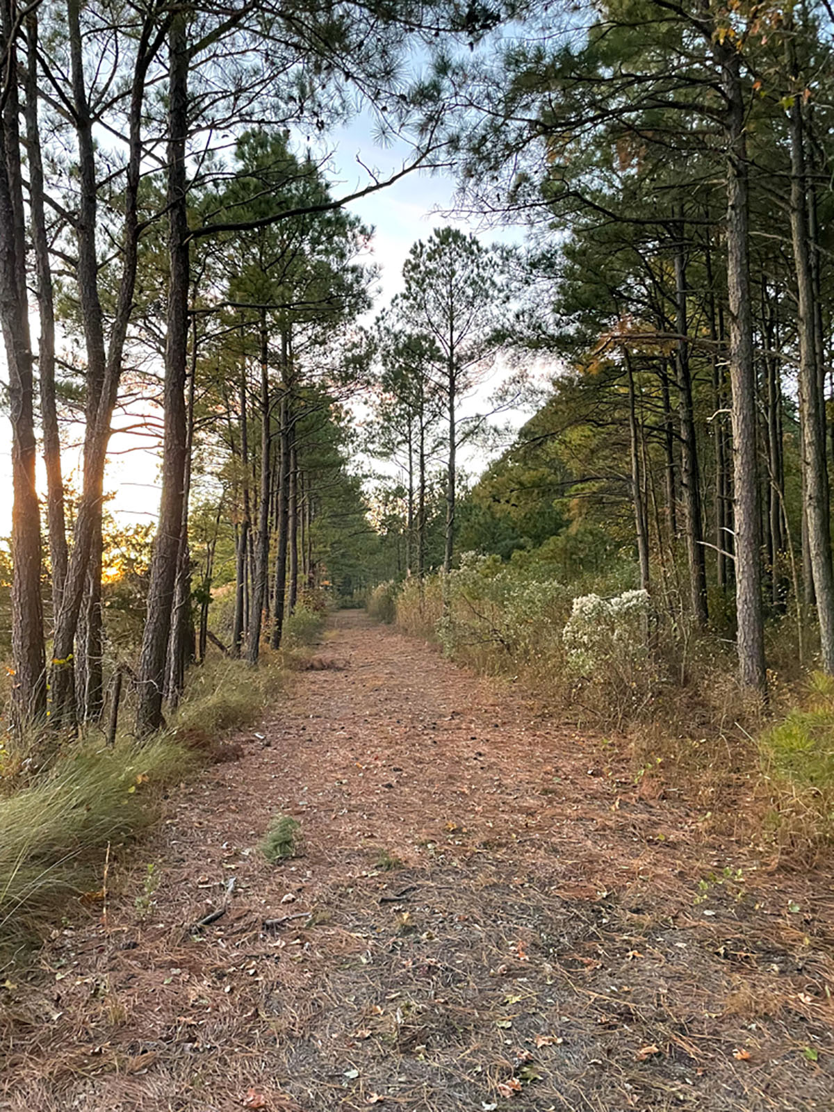 Bluff Point property picture 40 of 43