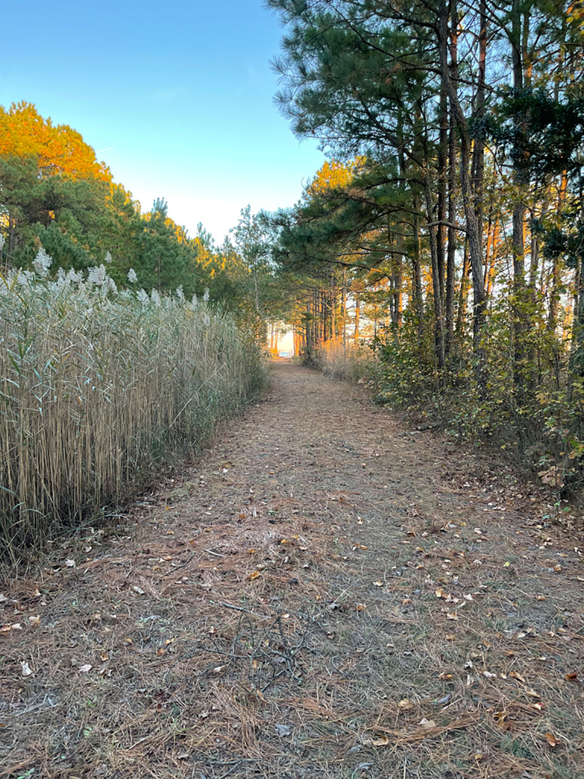 Bluff Point property picture 12 of 43