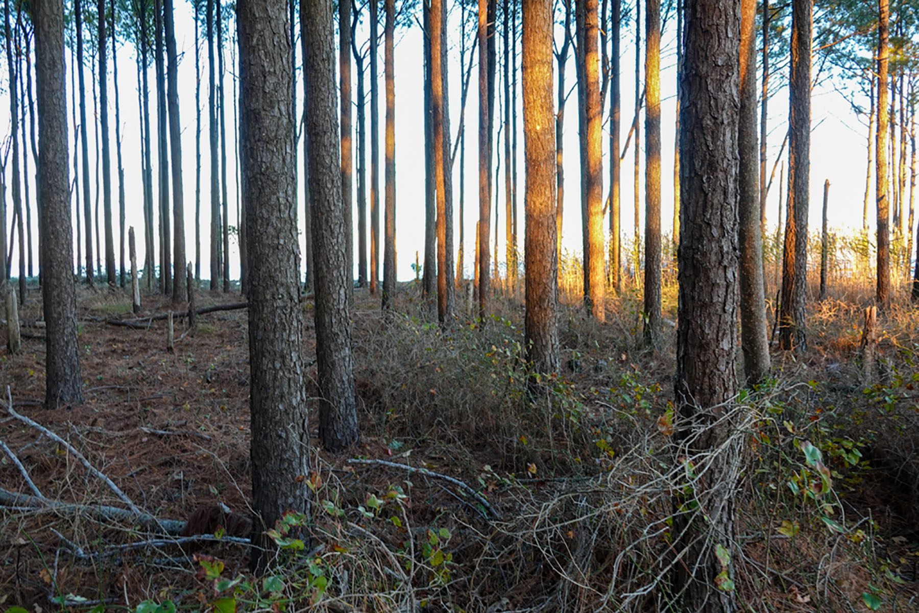Bluff Point property picture 13 of 43