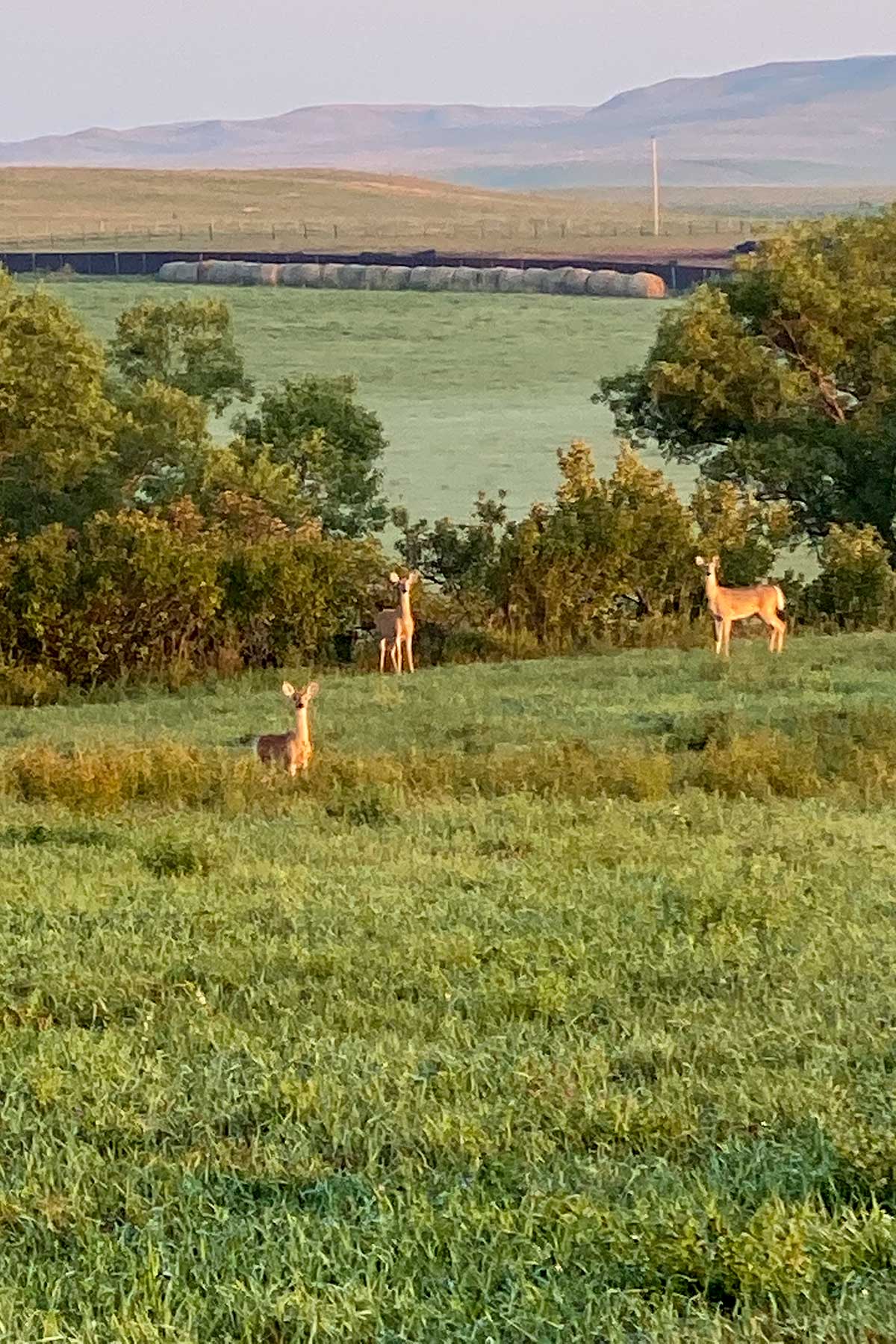 Crazy Hole Creek Ranch property picture 13 of 25