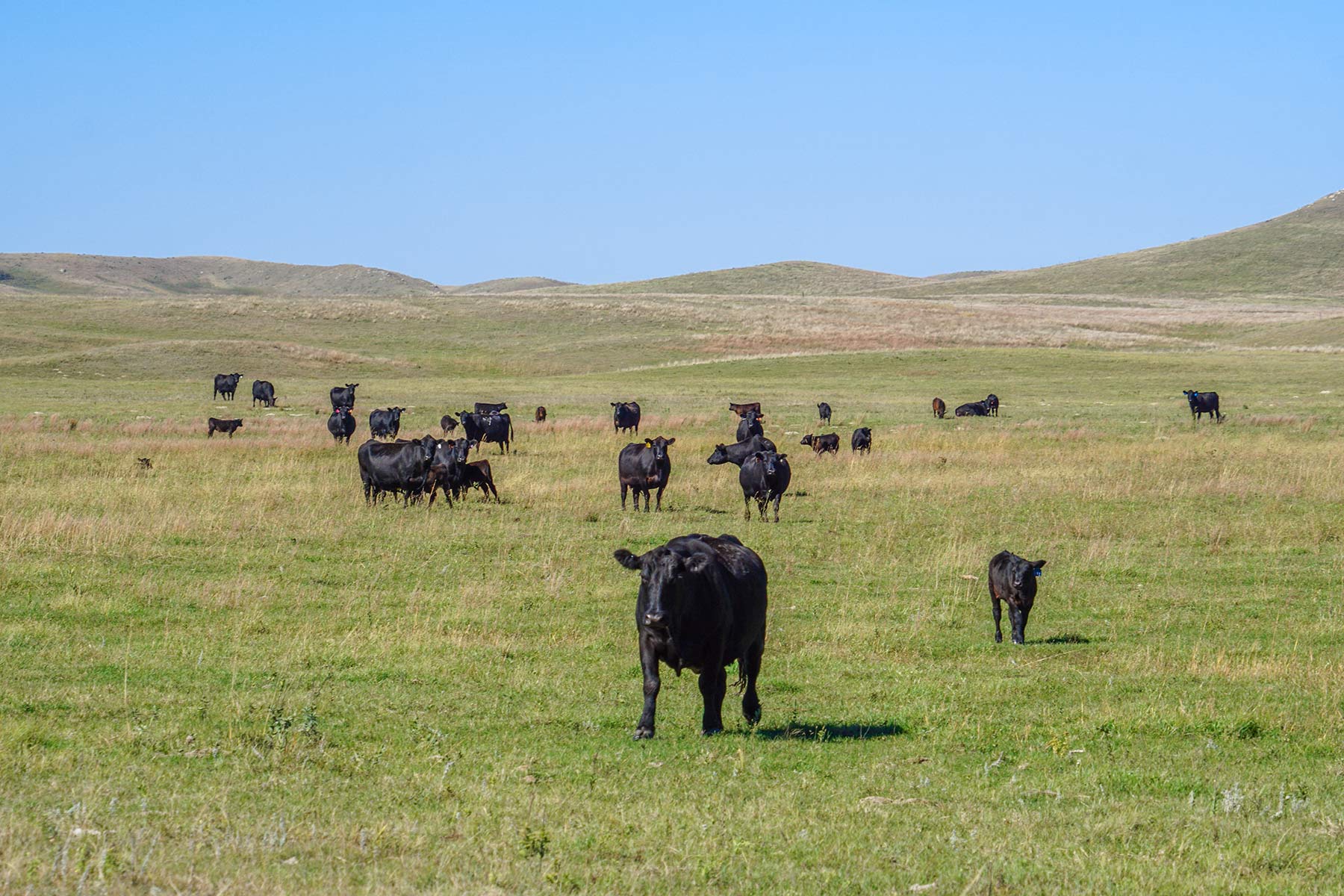 Crazy Hole Creek Ranch property picture 21 of 25