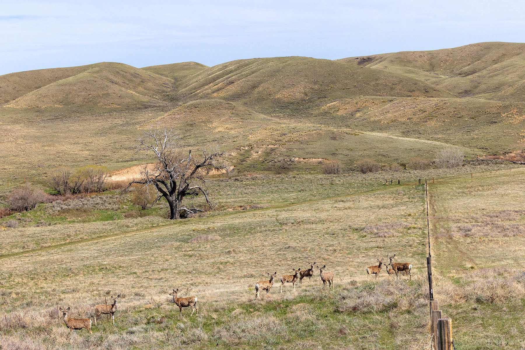 Tyler & Nettie Dodge Ranch property picture 41 of 50