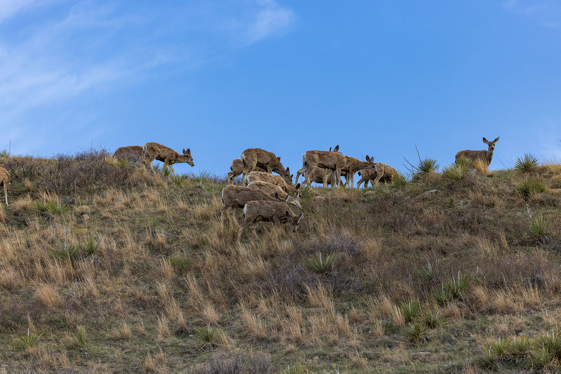 Tyler & Nettie Dodge Ranch property picture 6 of 50
