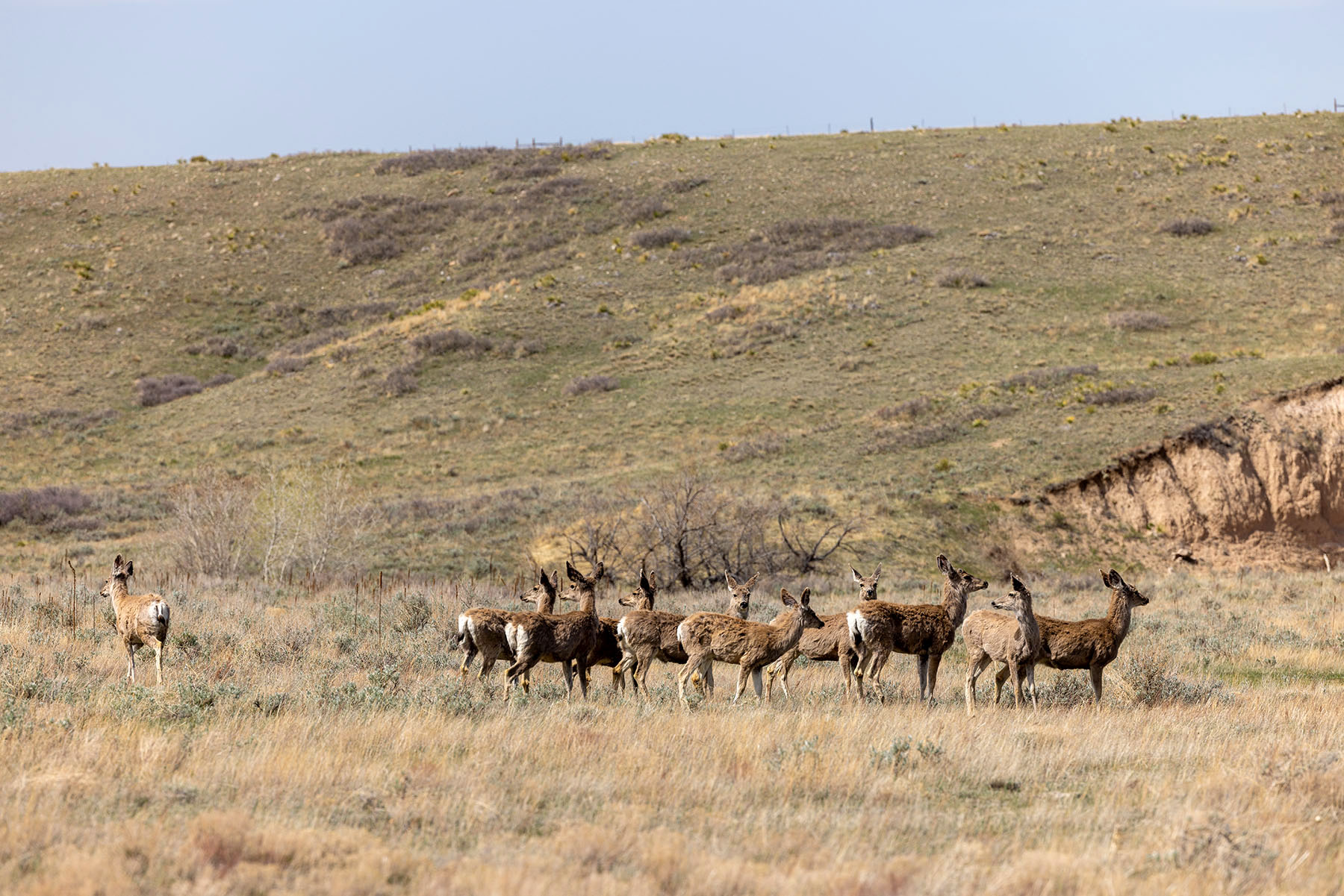 Tyler & Nettie Dodge Ranch property picture 27 of 50