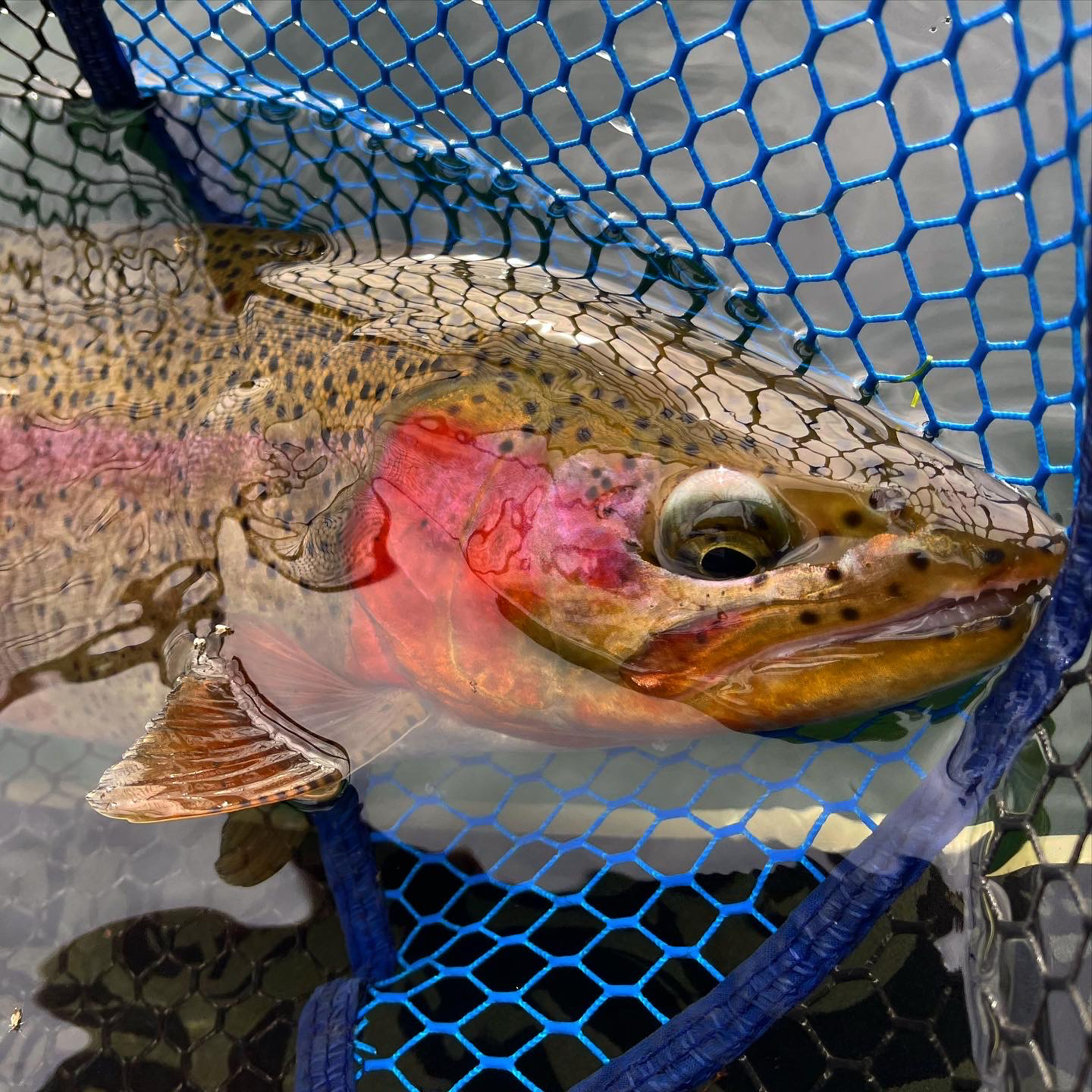 Island Ranch property picture 4 of 116