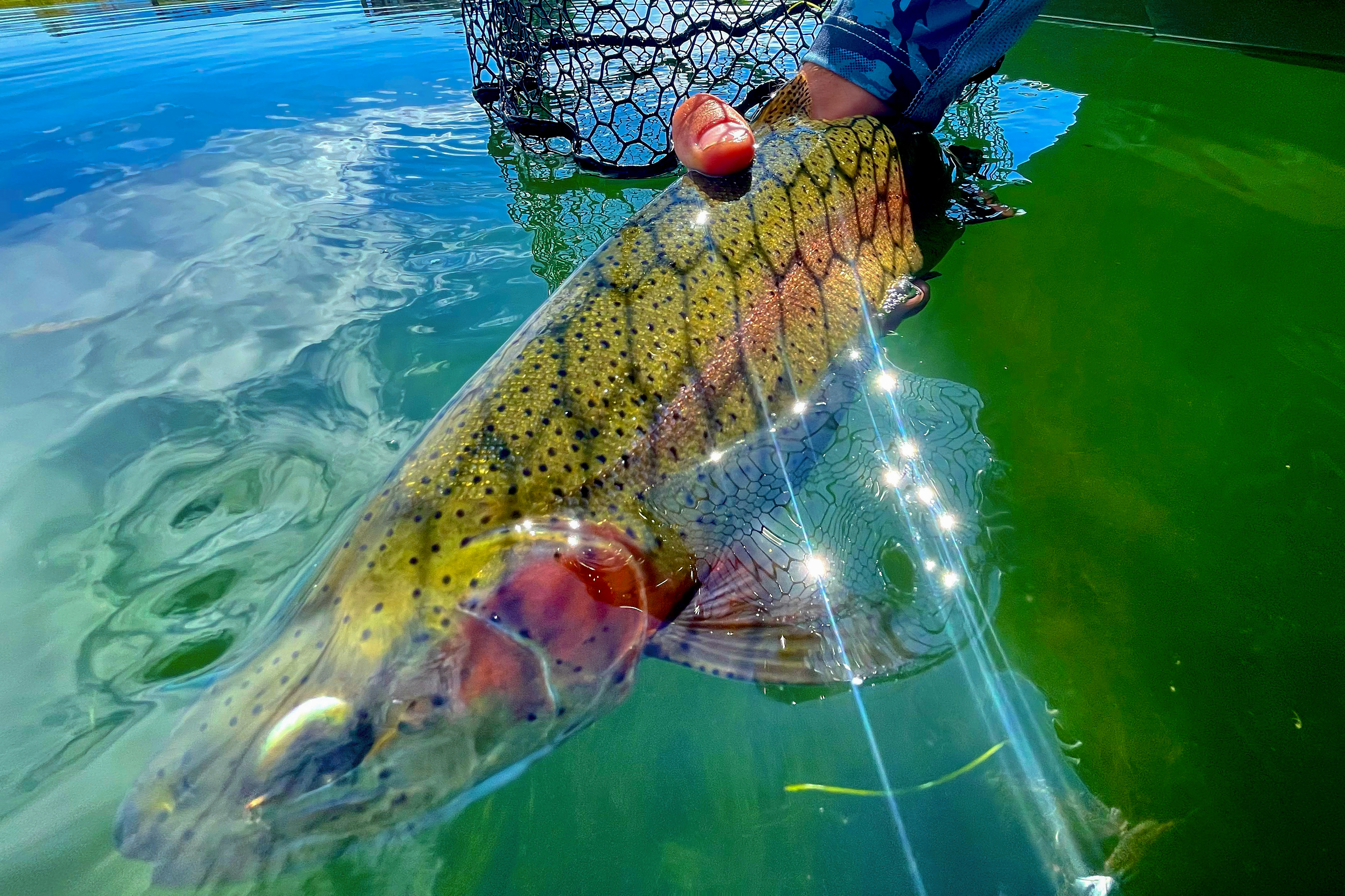 Island Ranch property picture 109 of 116