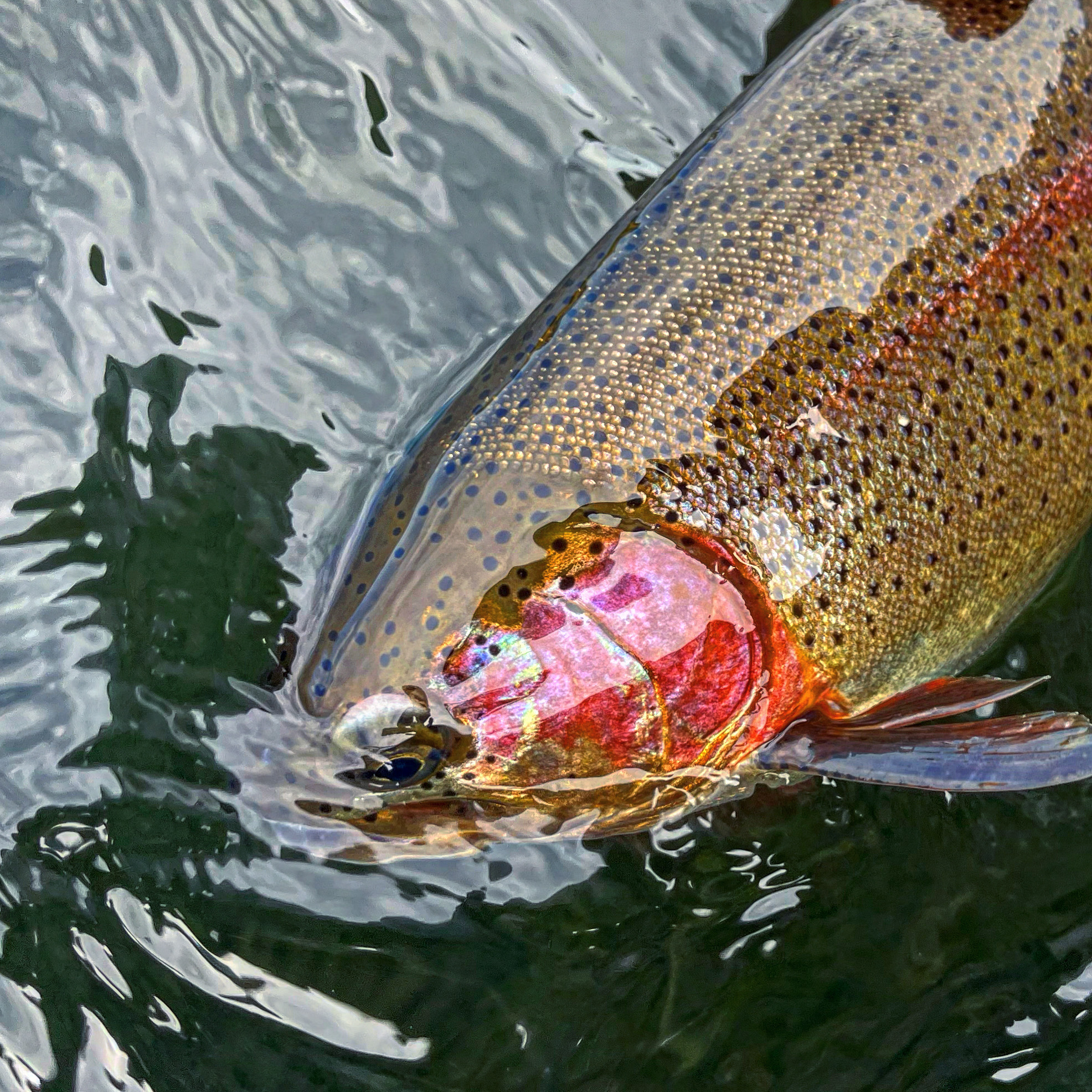 Island Ranch property picture 110 of 116