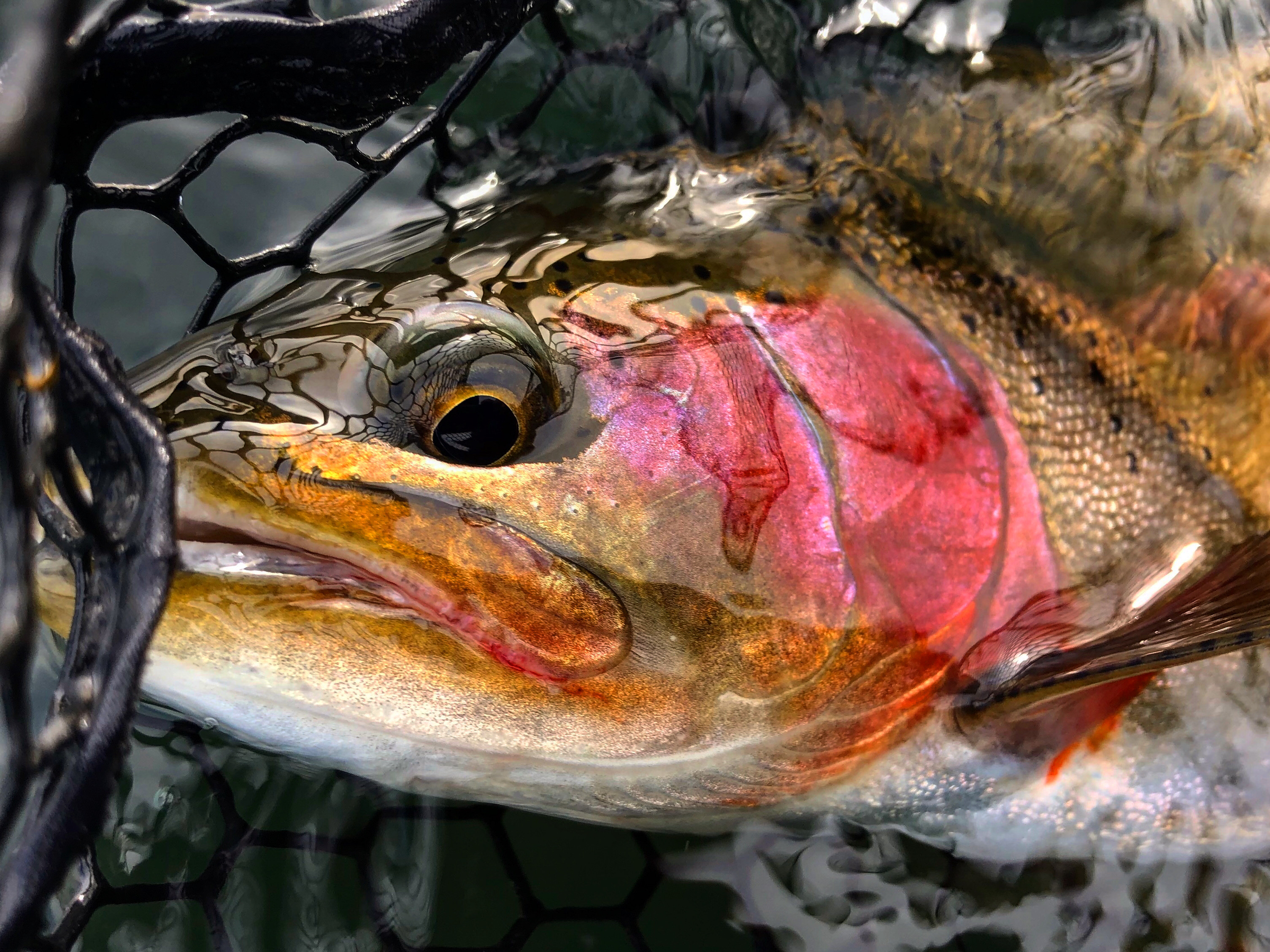 Island Ranch property picture 106 of 116