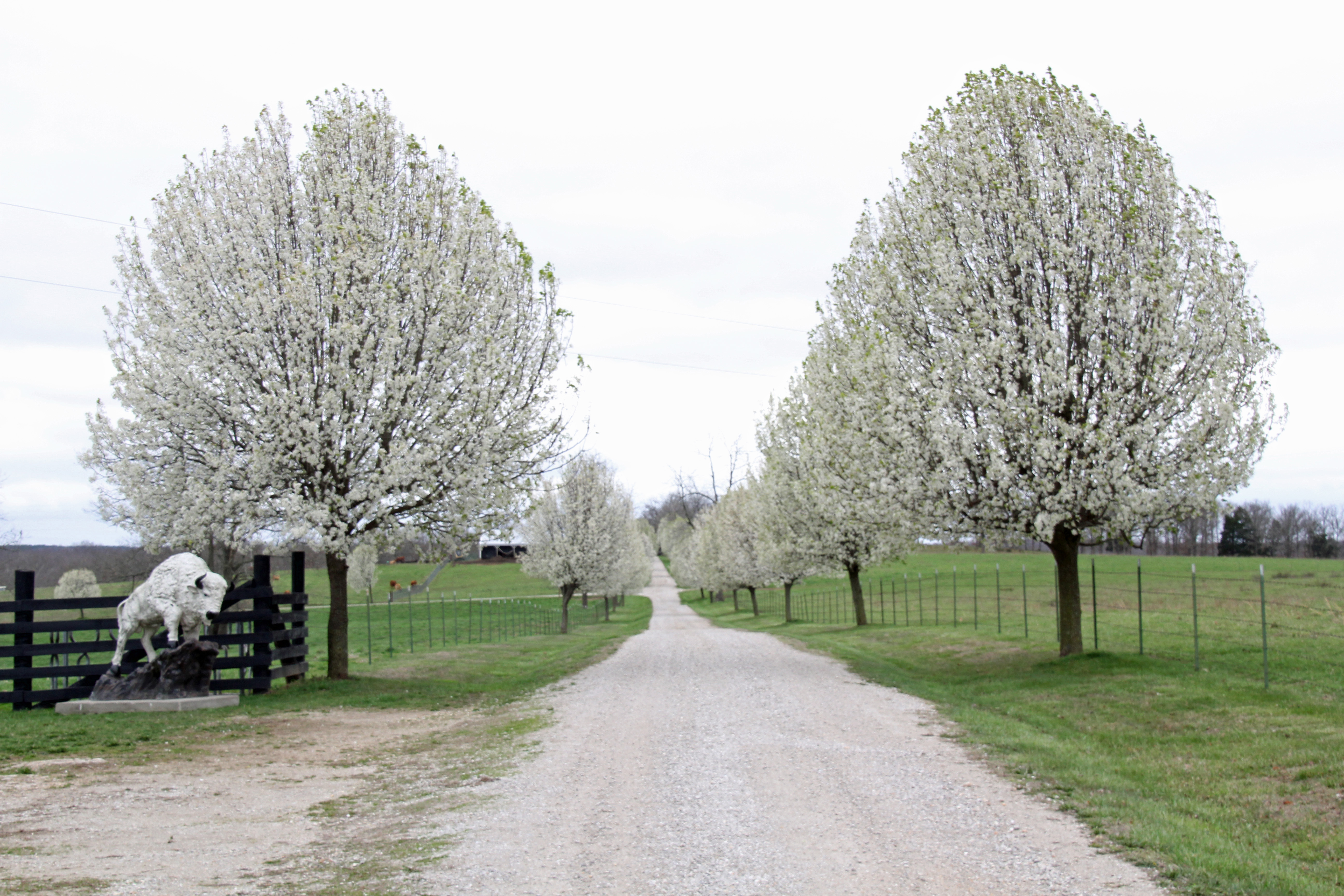 White Buffalo Ranch property picture 2 of 83