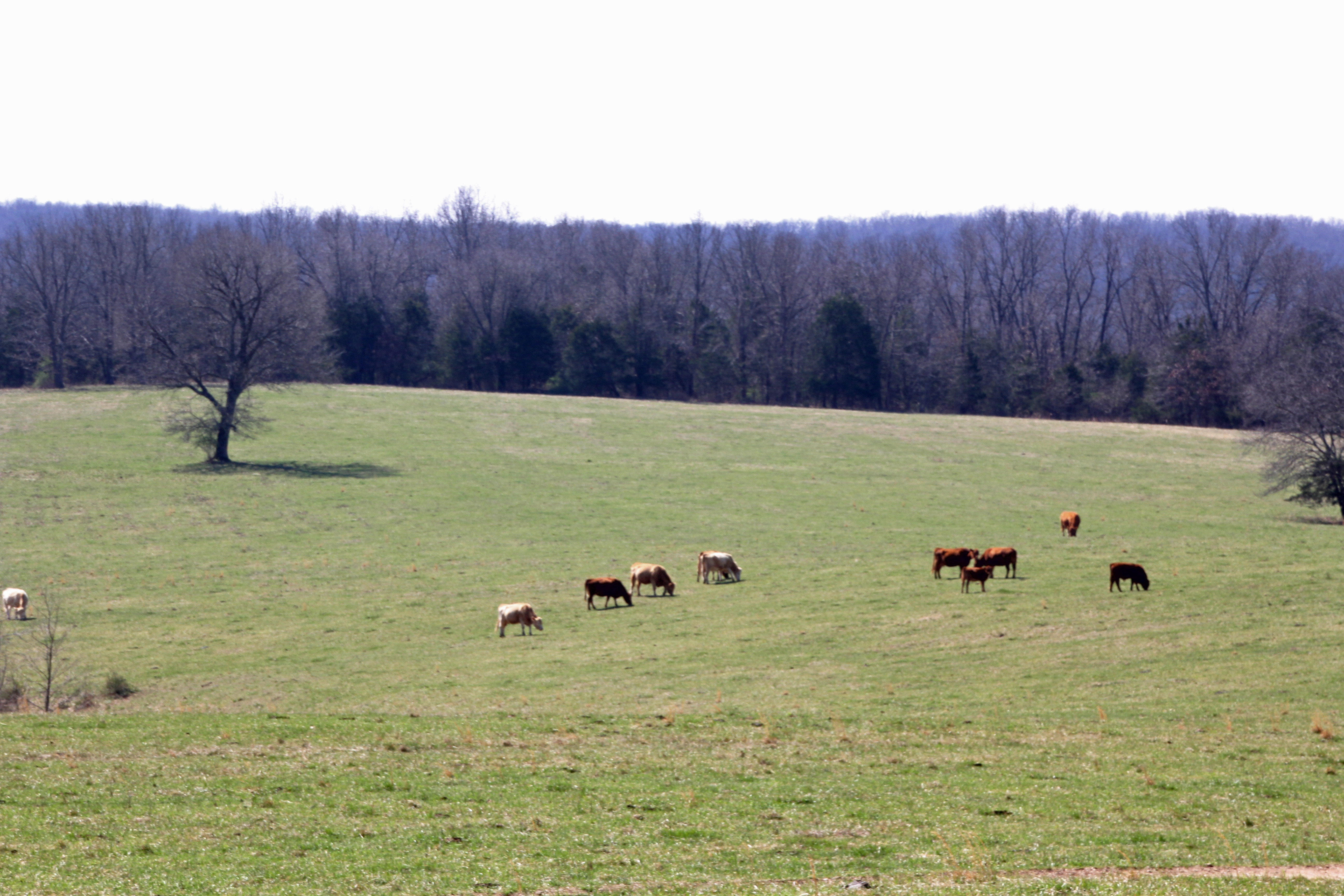 White Buffalo Ranch property picture 65 of 83