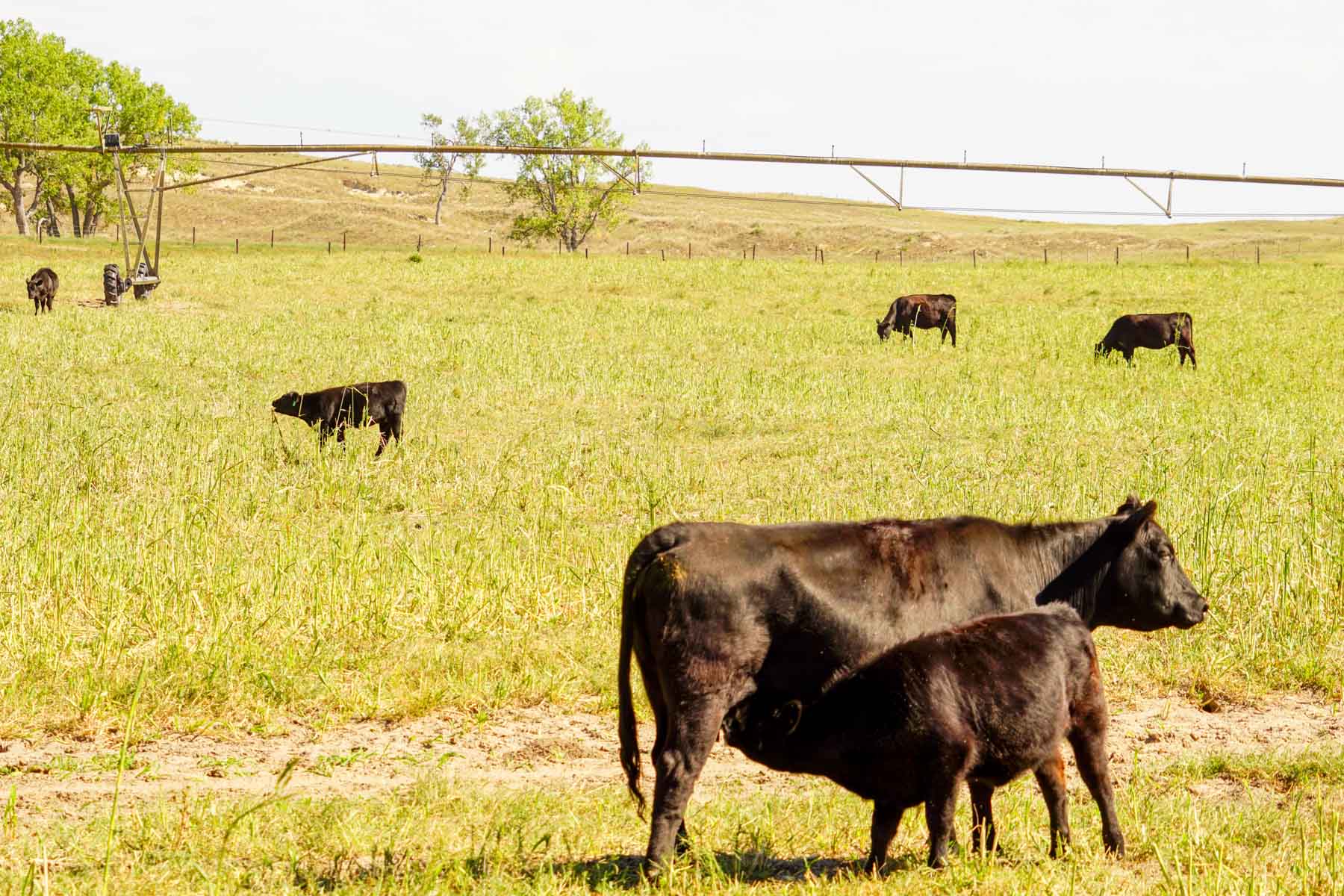 Whitetail Farm property picture 4 of 55
