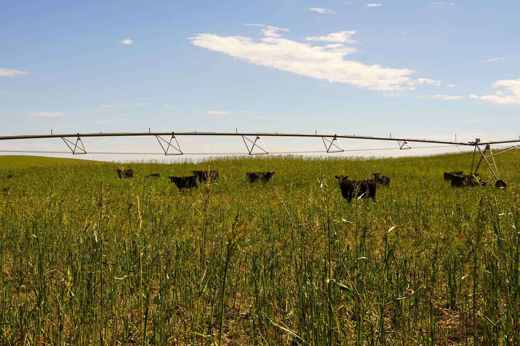 Whitetail Farm property picture 15 of 55