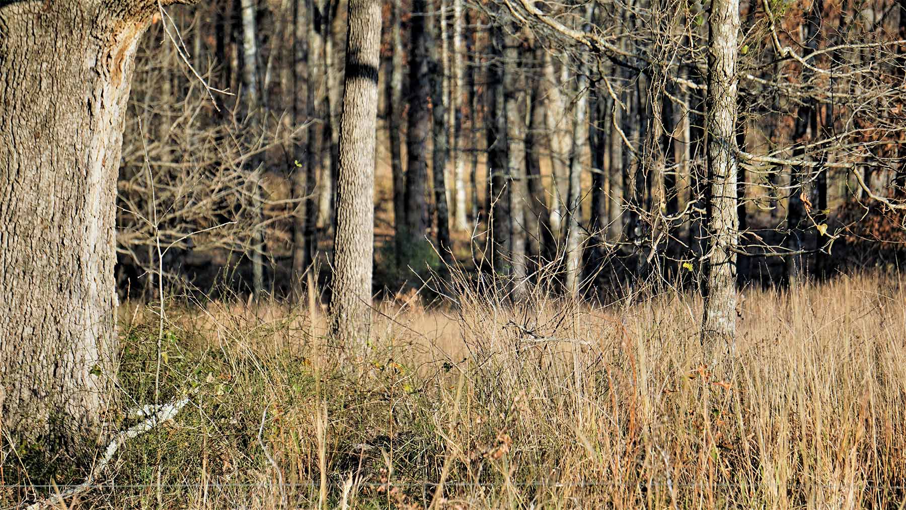 Serenity Valley Ranch property picture 57 of 84