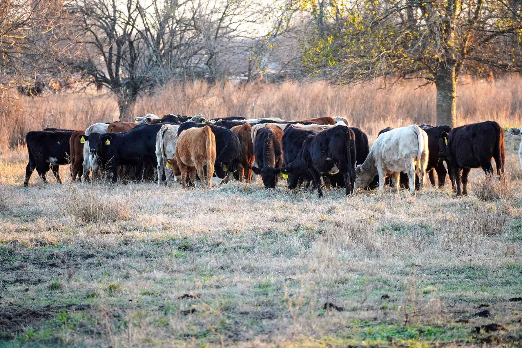 Serenity Valley Ranch property picture 84 of 84