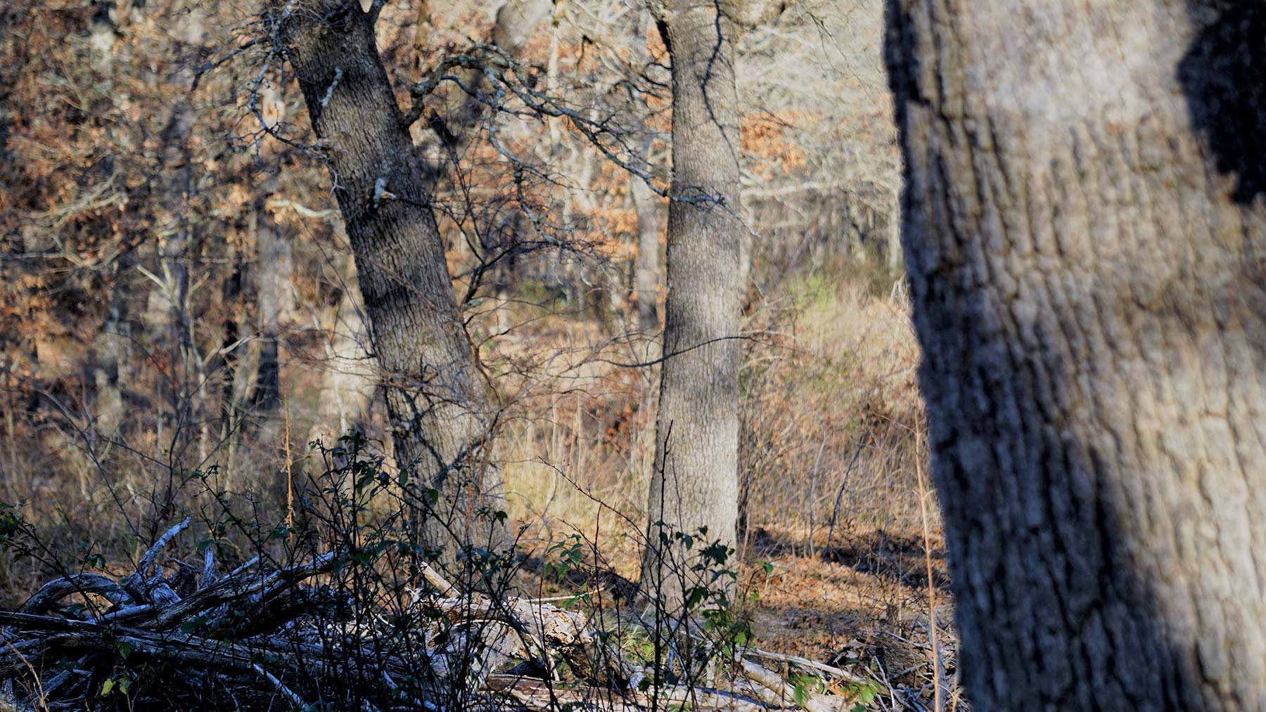 Serenity Valley Ranch property picture 53 of 84