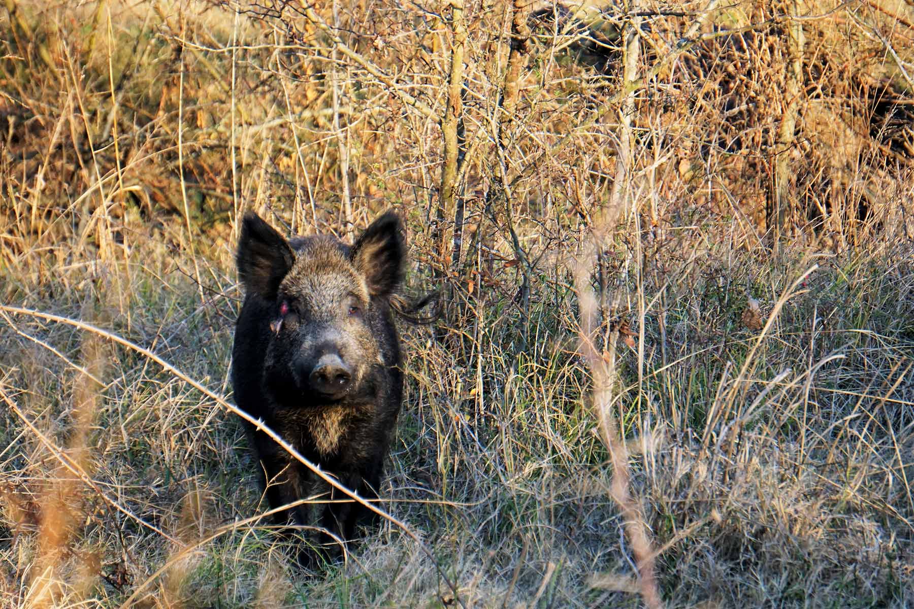 Serenity Valley Ranch property picture 5 of 84