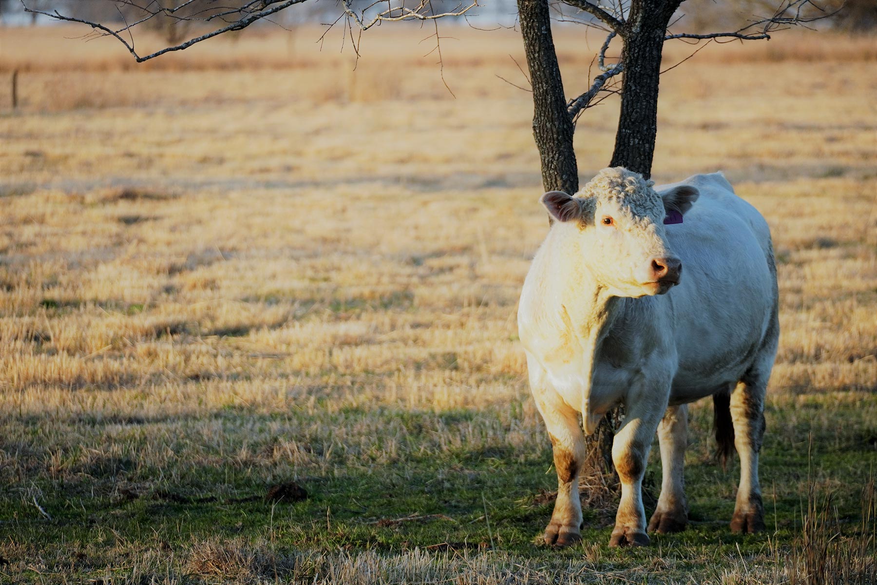 Serenity Valley Ranch property picture 3 of 84