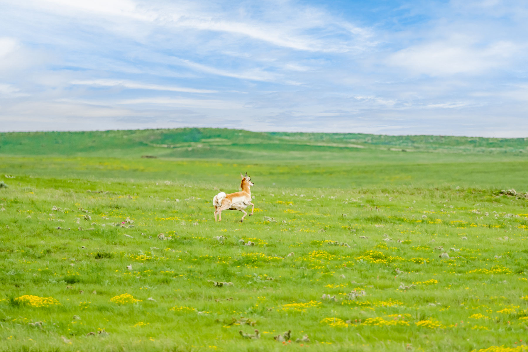 CC Karval Ranch Sold Colorado Hall and Hall