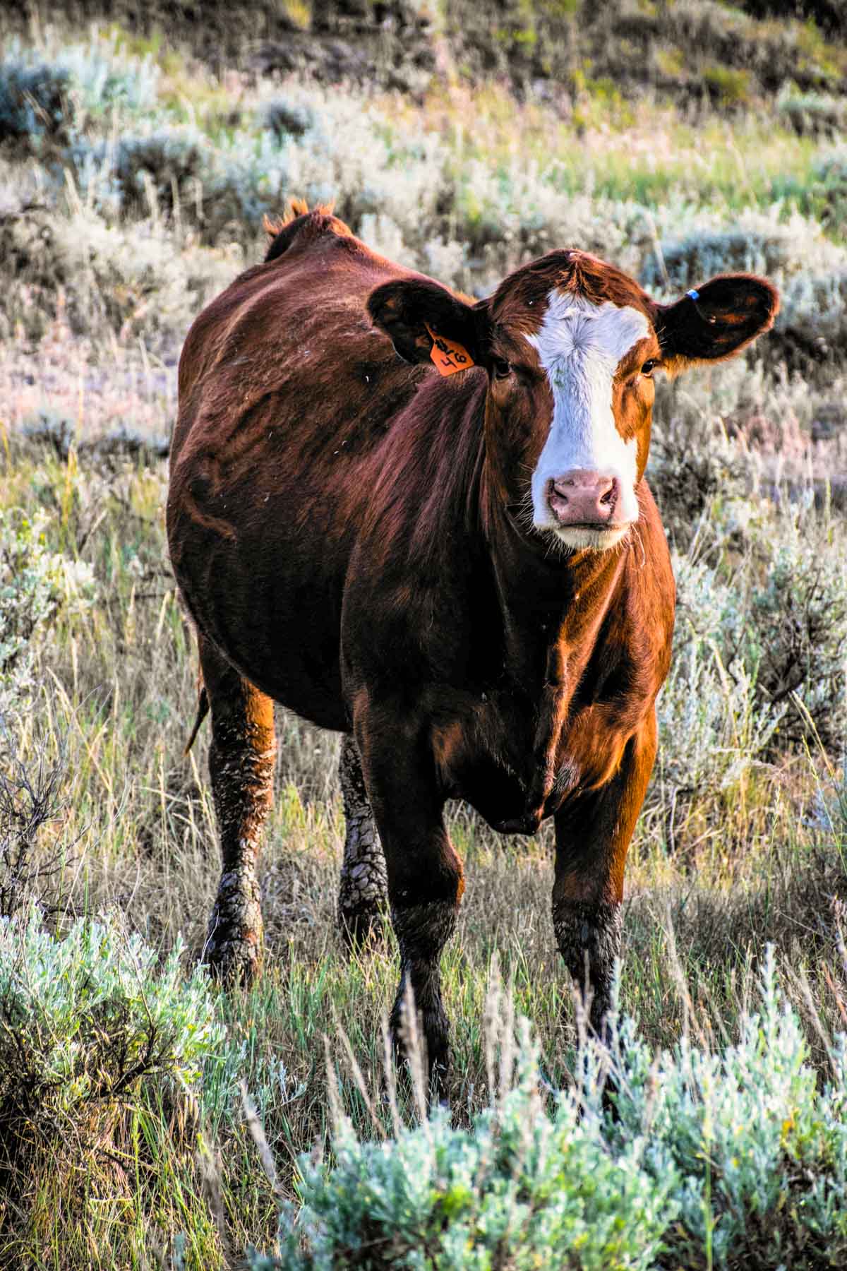 Eagle Creek Ranch property picture 45 of 46