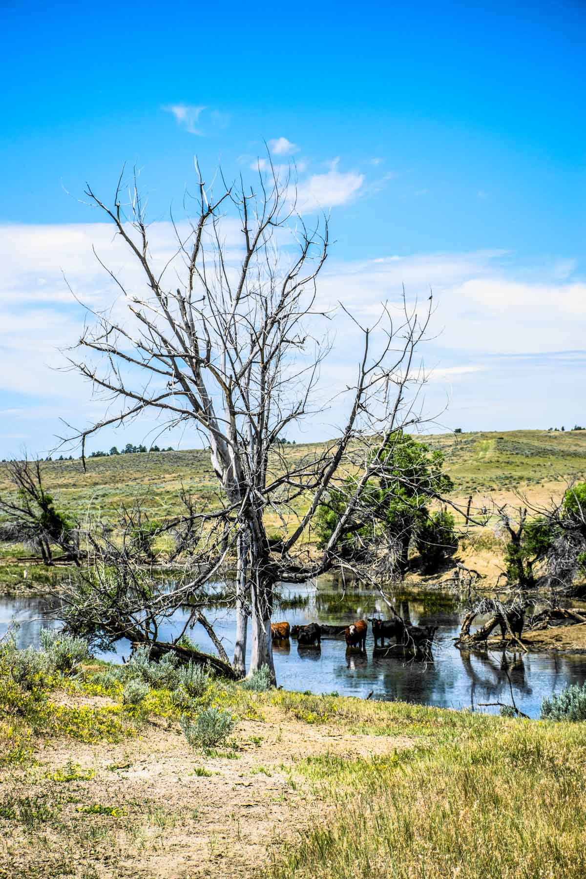 Eagle Creek Ranch property picture 14 of 46