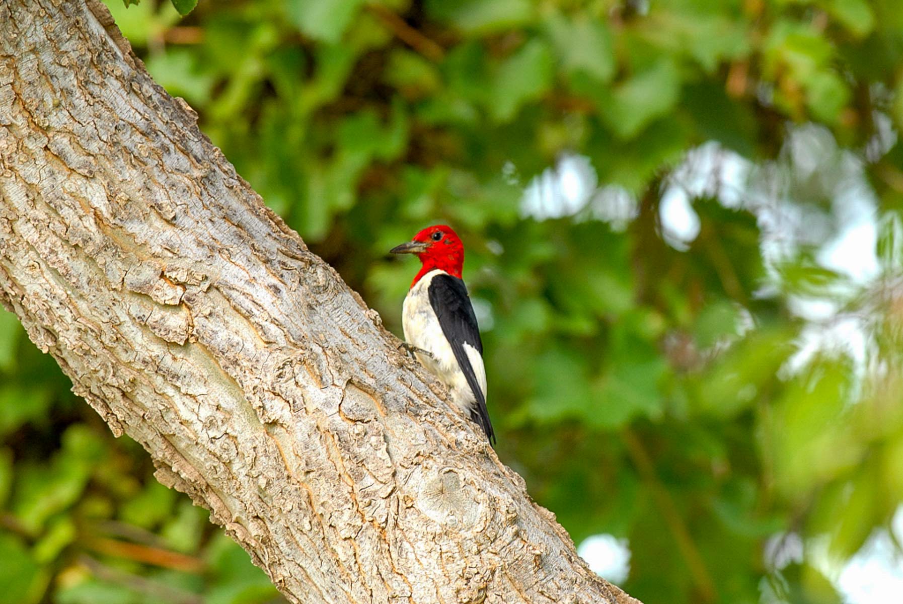 Mesa Vista East Division property picture 8 of 38