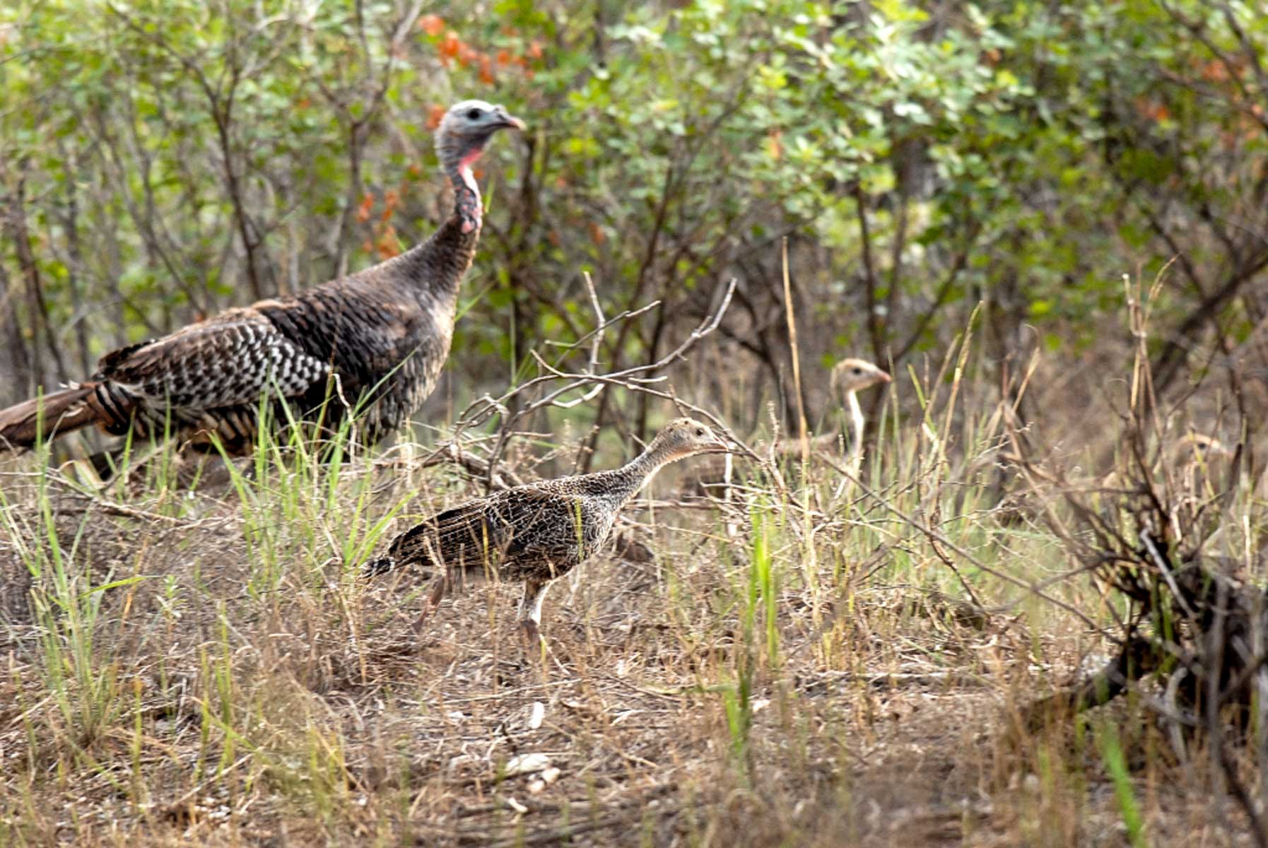 Mesa Vista East Division property picture 9 of 38