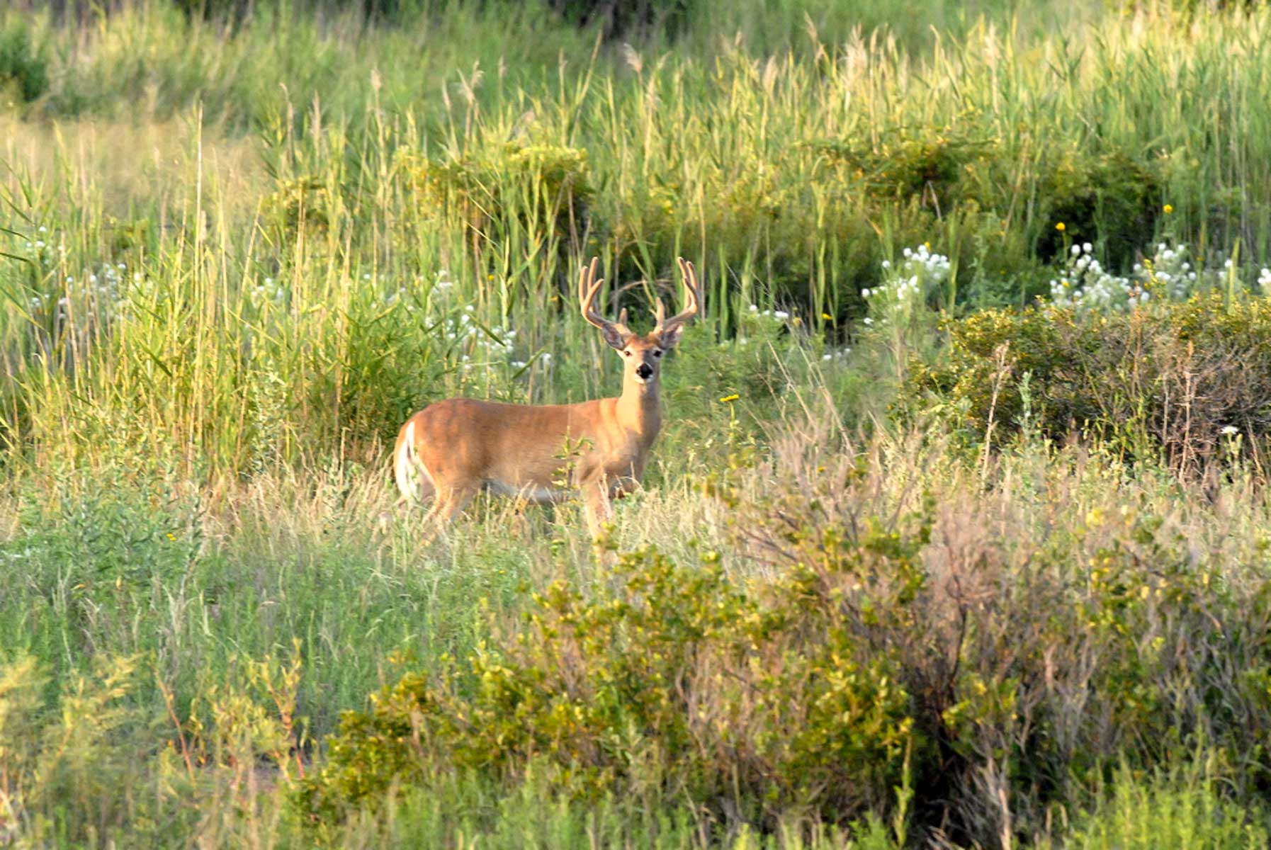 Mesa Vista East Division property picture 6 of 38