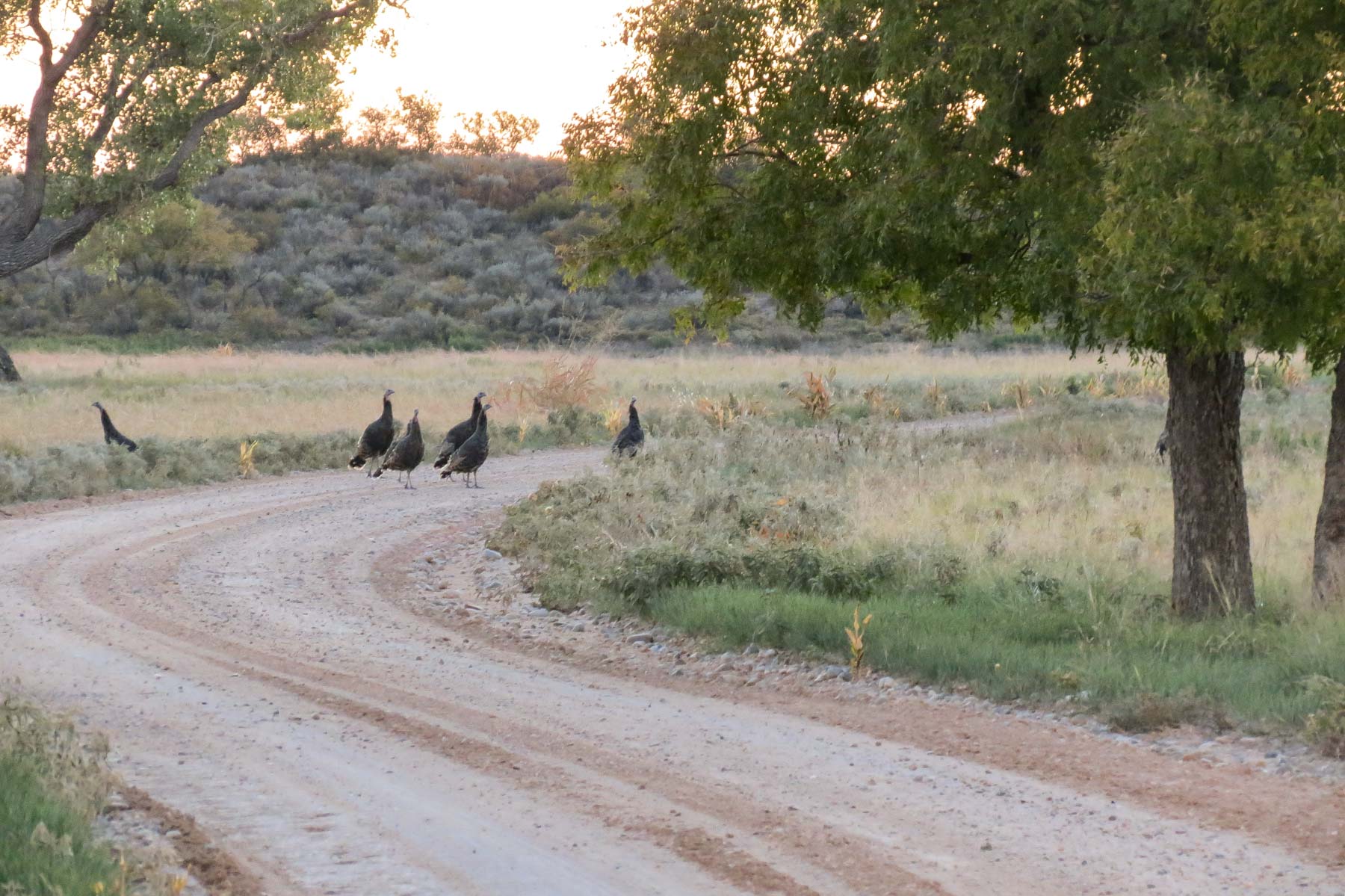 Mesa Vista East Division property picture 7 of 38