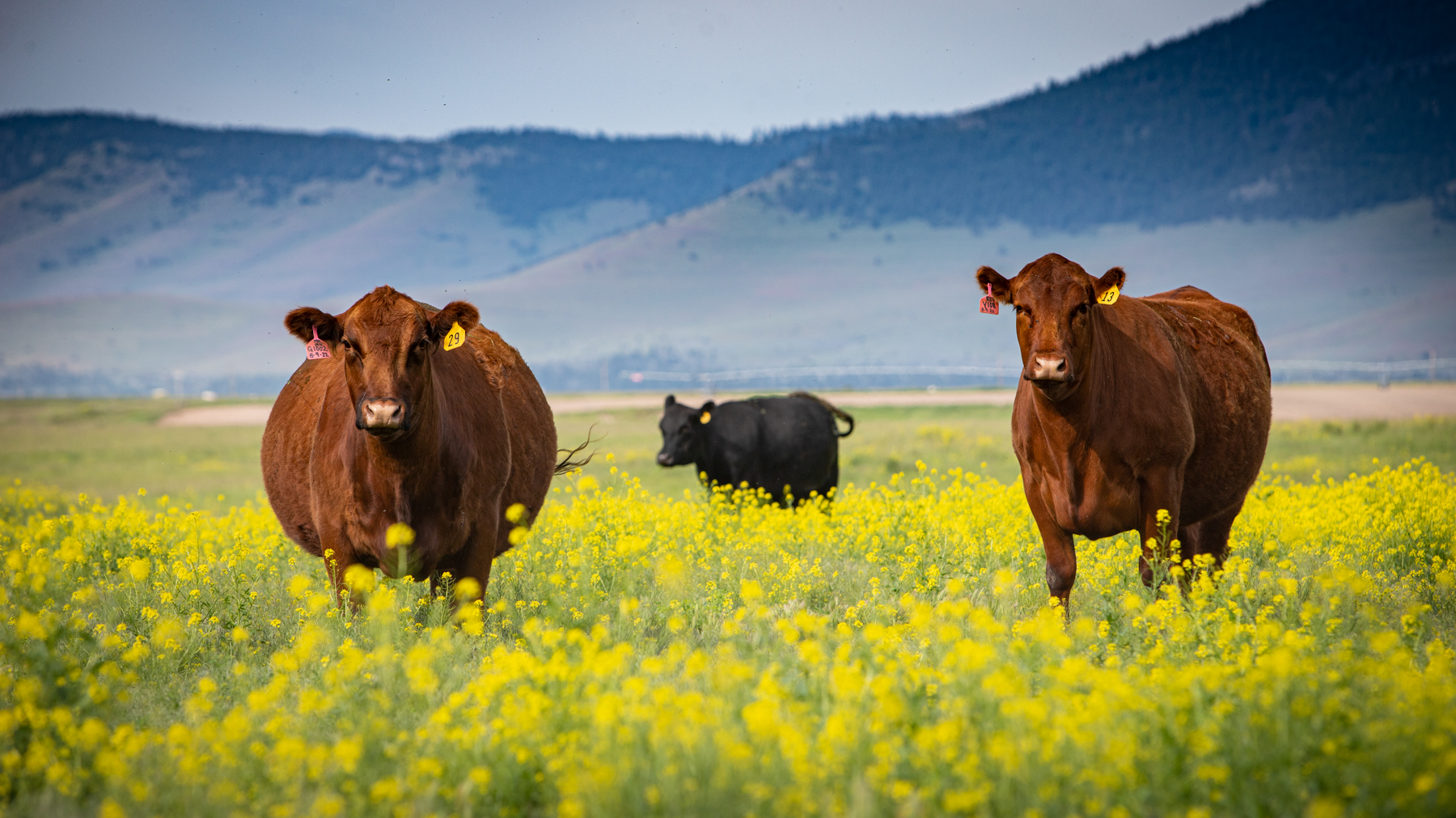 Valley View Ranch property picture 11 of 52
