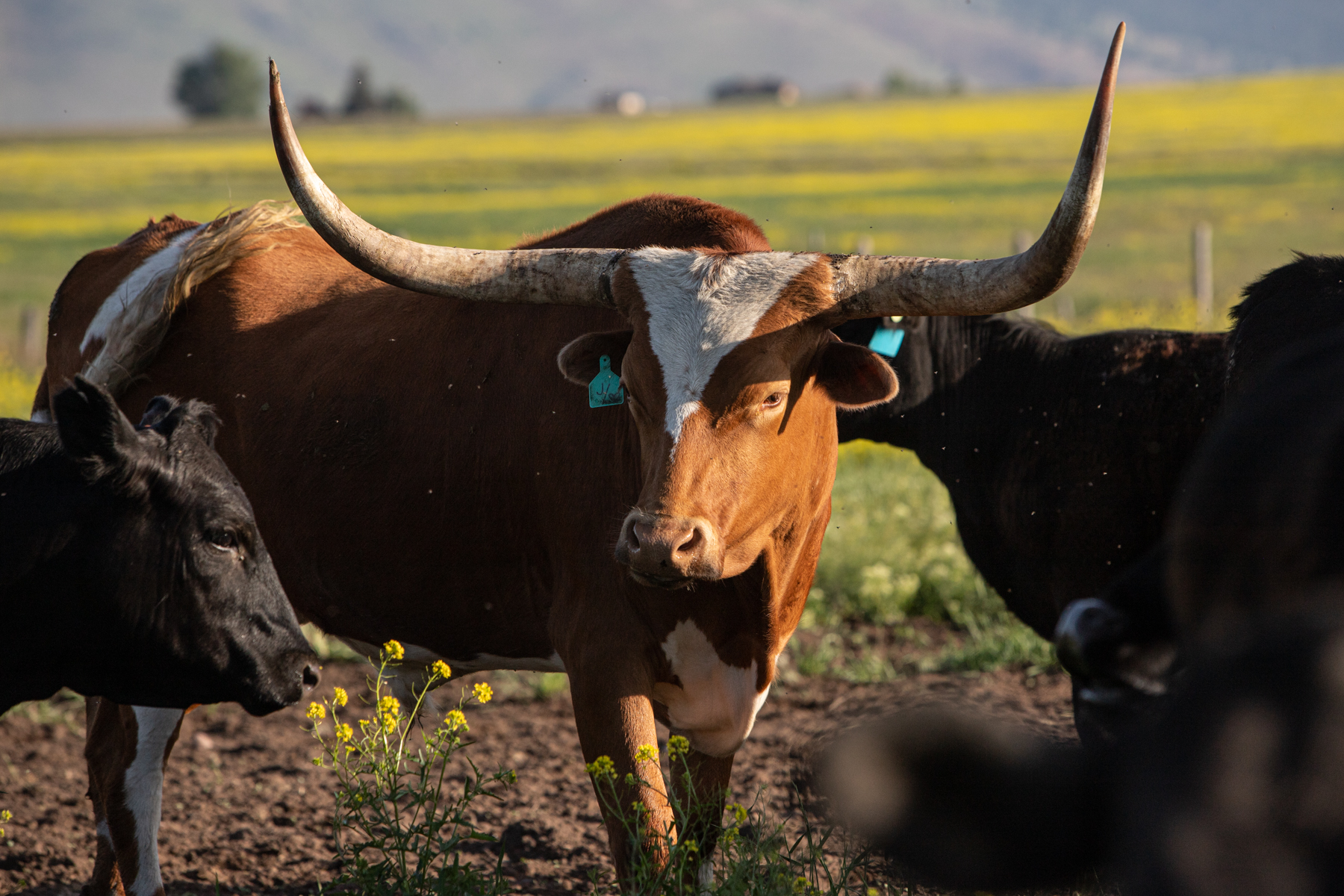 Valley View Ranch property picture 23 of 52