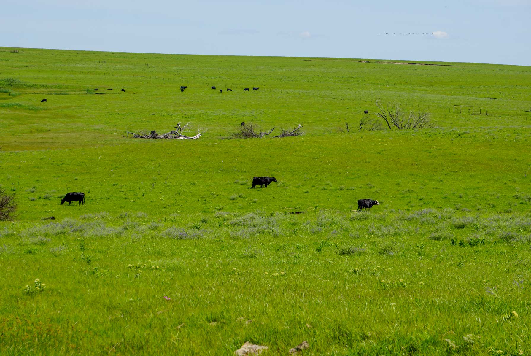 North Greenwood Ranch property picture 2 of 11
