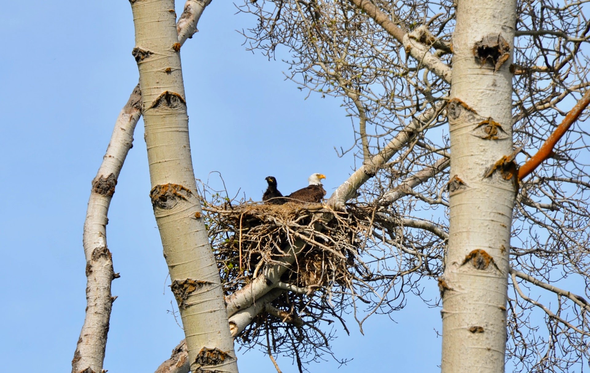Rock Creek Ranch property picture 63 of 106