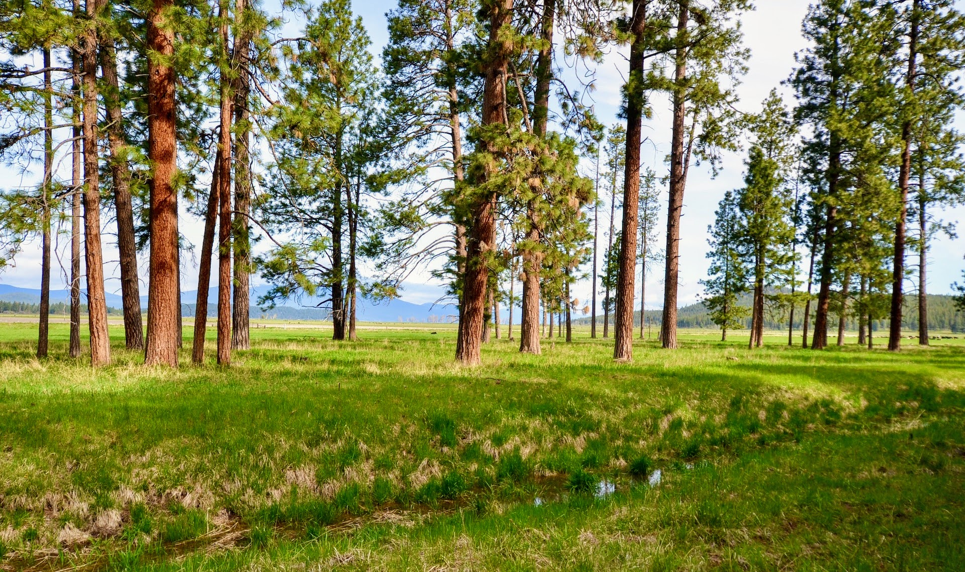 Rock Creek Ranch property picture 24 of 106