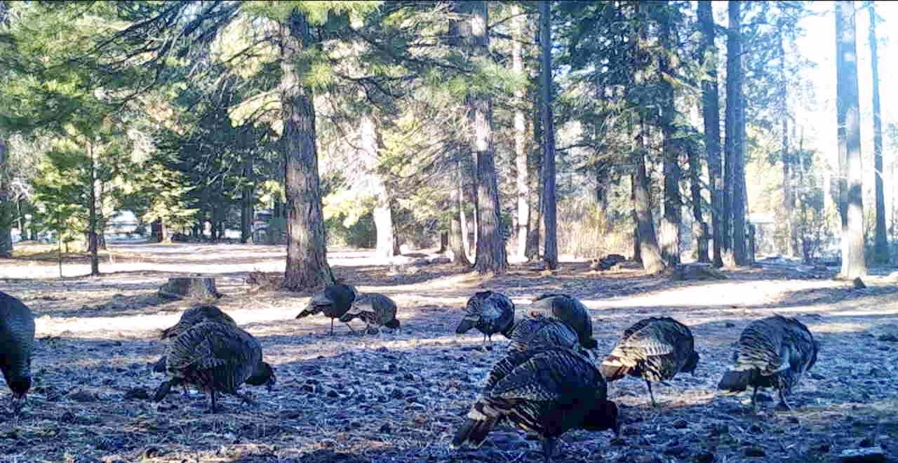 Rock Creek Ranch property picture 62 of 106