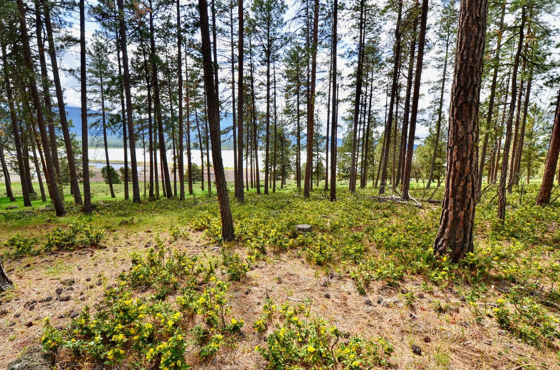 Rock Creek Ranch property picture 73 of 106