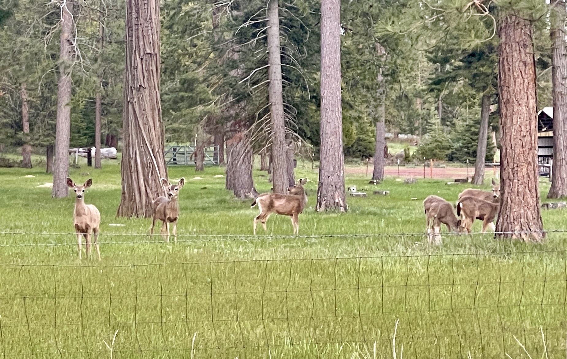 Rock Creek Ranch property picture 61 of 106