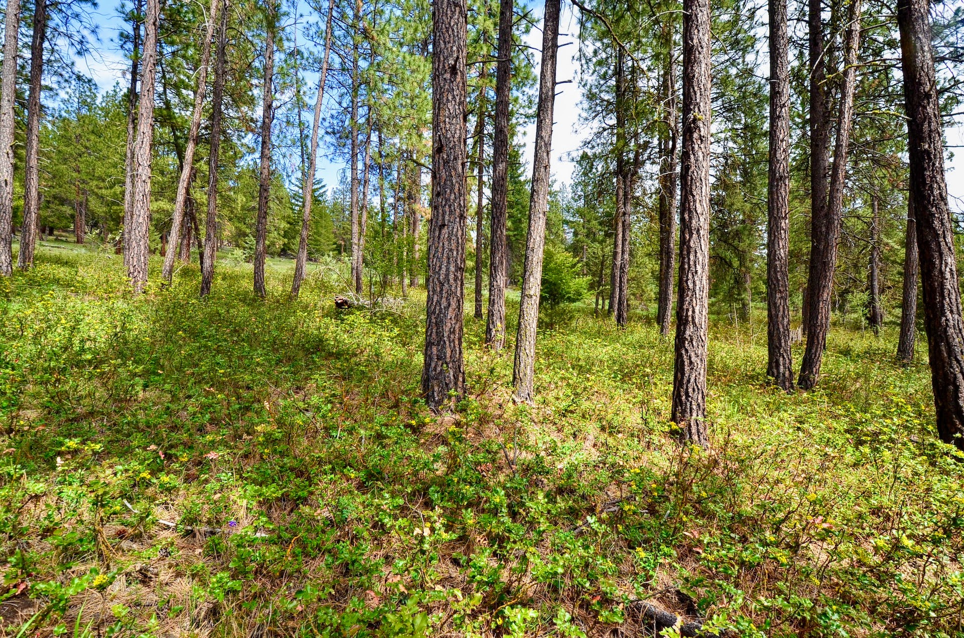 Rock Creek Ranch property picture 74 of 106