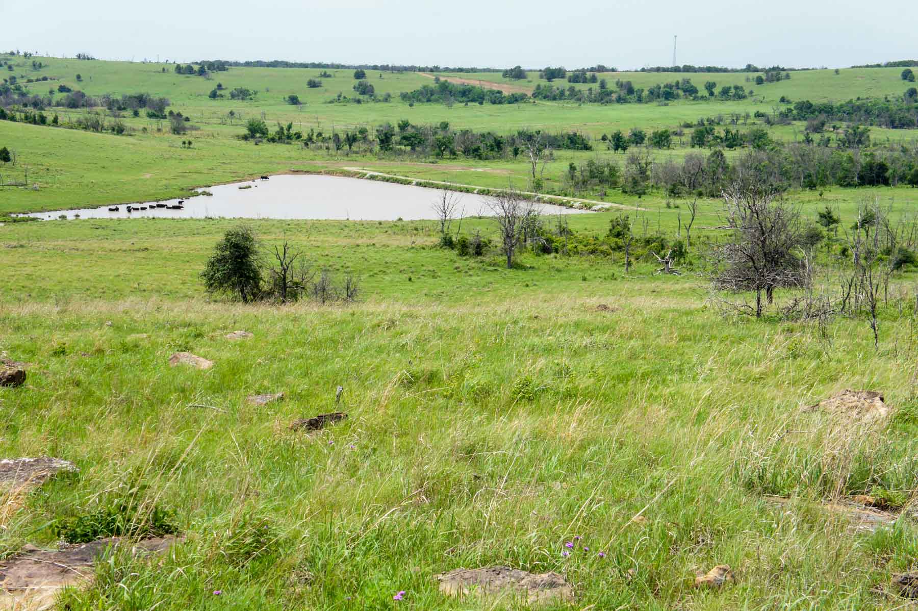 Five Star Legacy Ranch property picture 27 of 123