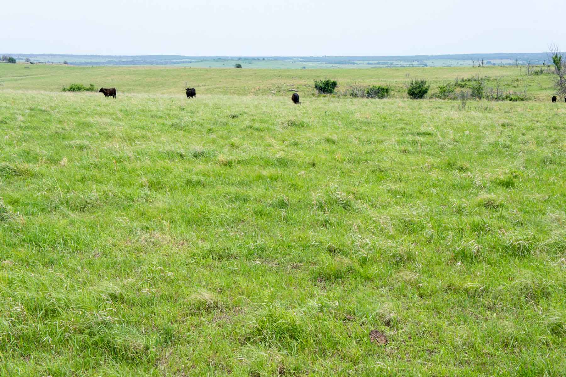 Five Star Legacy Ranch property picture 19 of 123