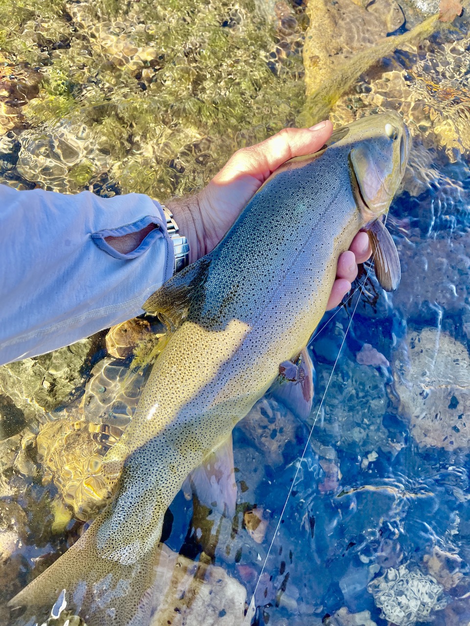Copper Basin Ranch property picture 14 of 72