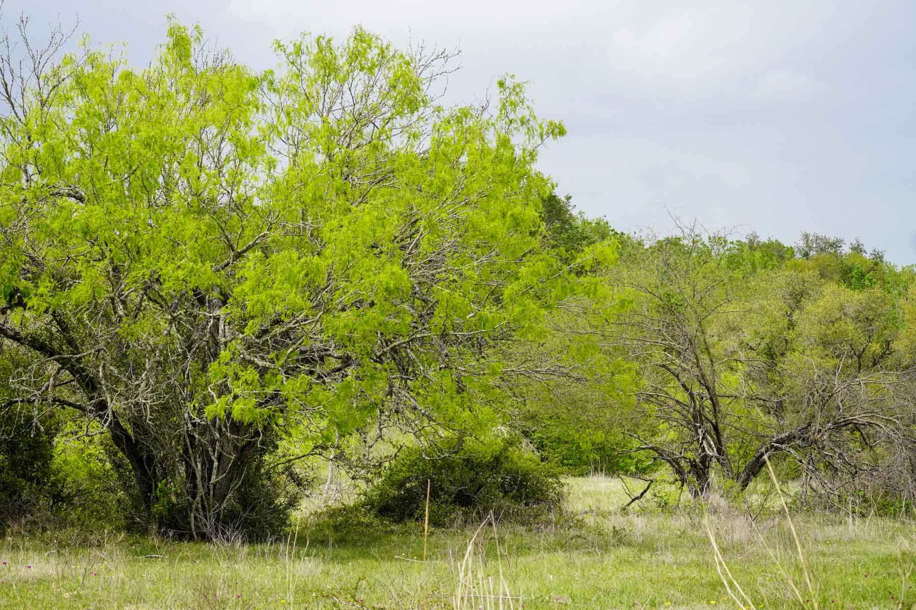 Clark's Creek Ranch property picture 23 of 42