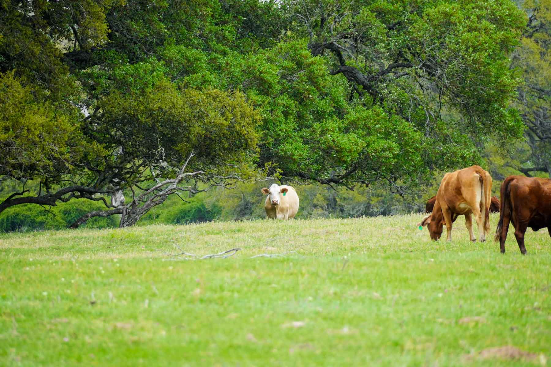 Clark's Creek Ranch property picture 12 of 42