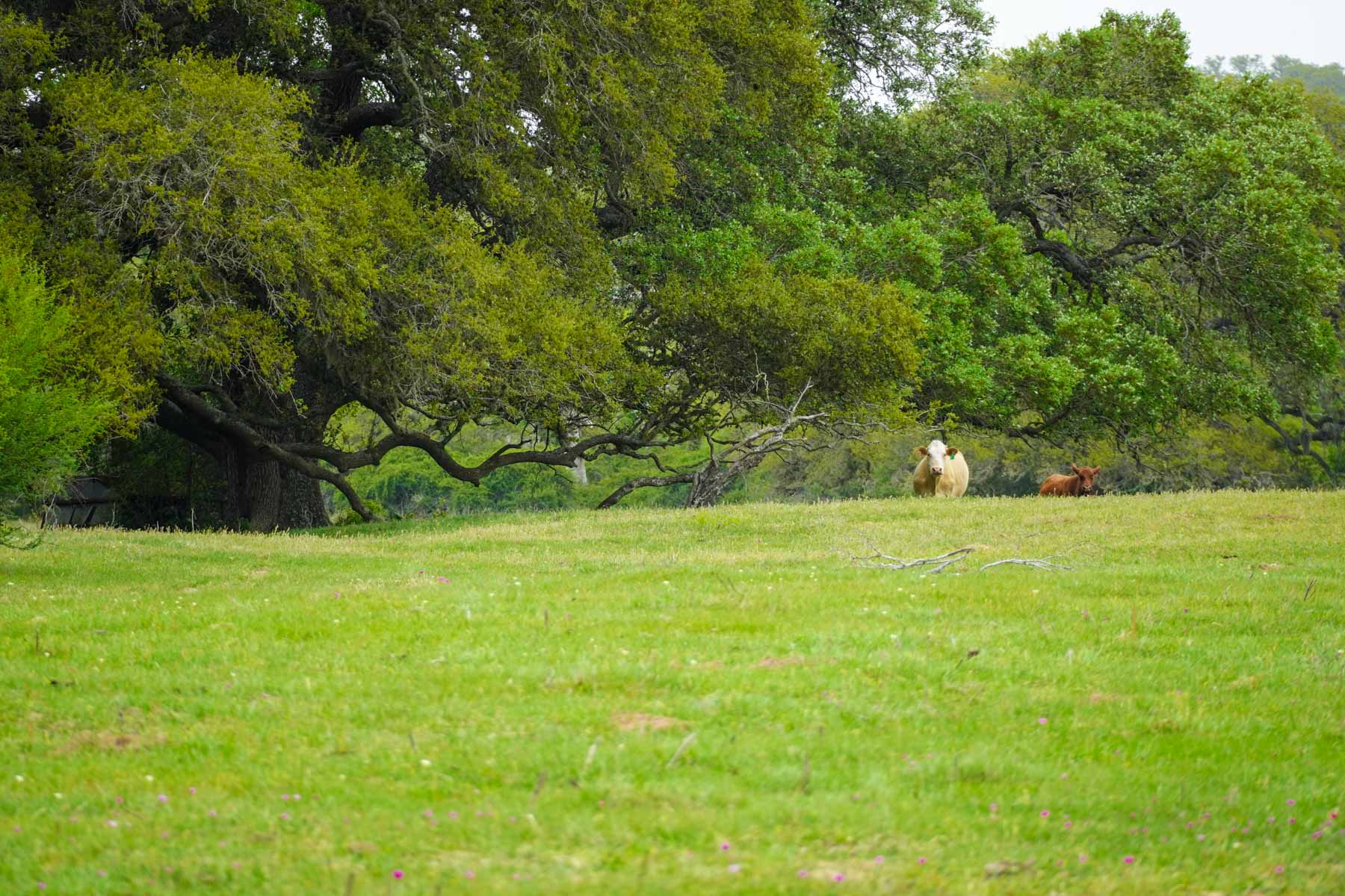 Clark's Creek Ranch property picture 40 of 42