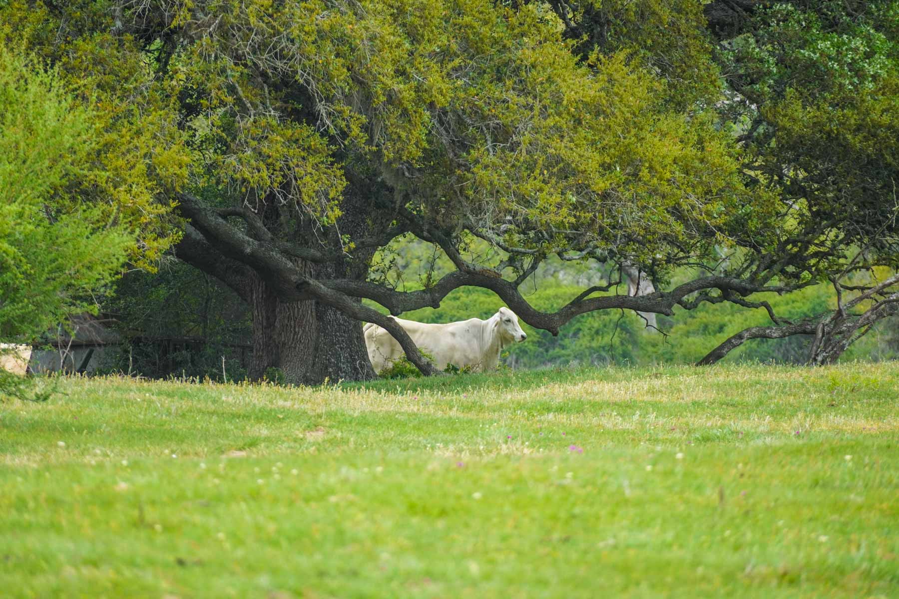 Clark's Creek Ranch property picture 3 of 42