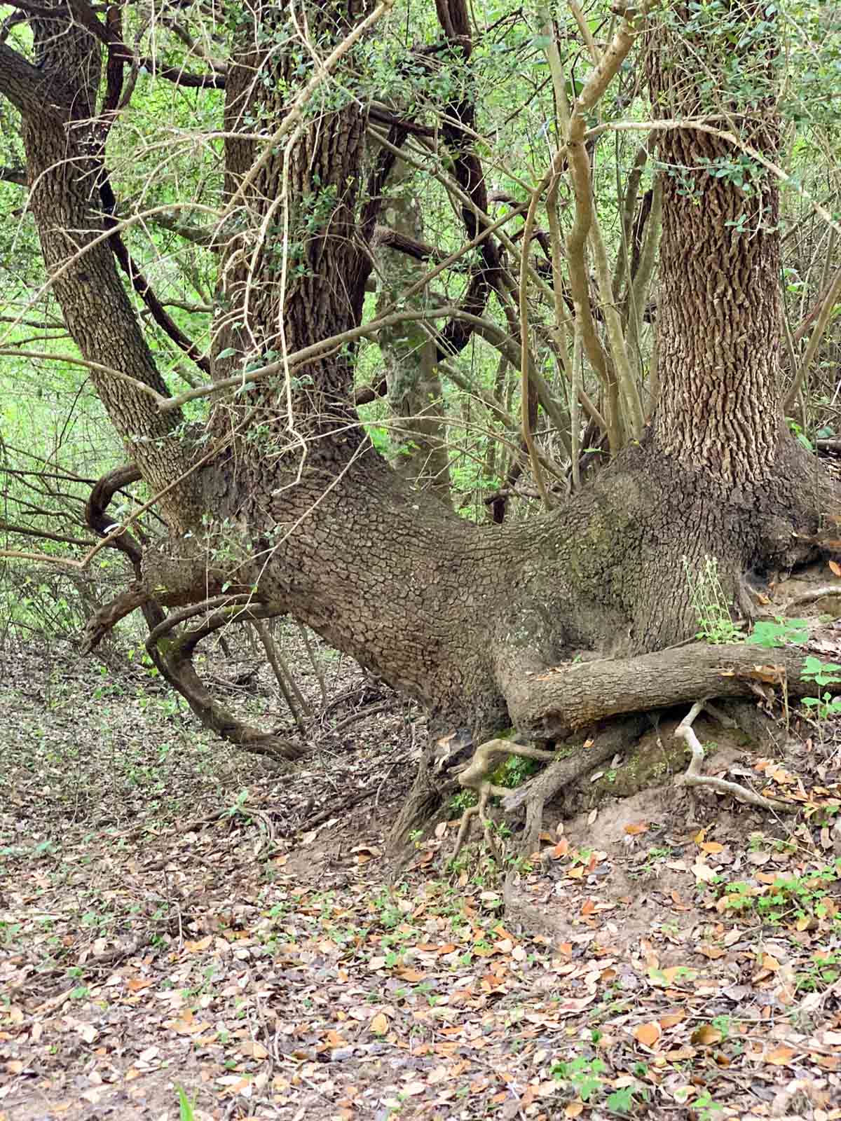 Clark's Creek Ranch property picture 31 of 42