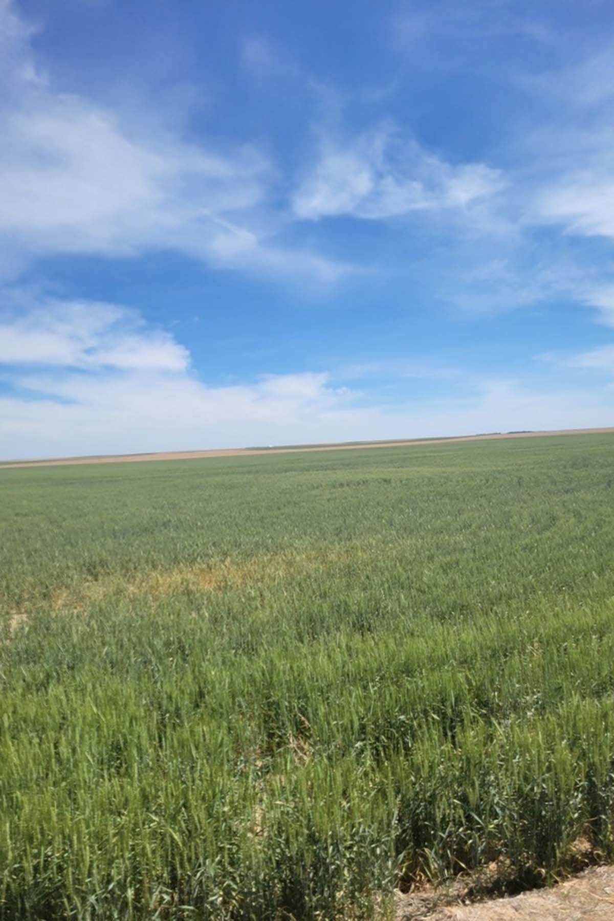 Kit Carson County Farmland property picture 23 of 31