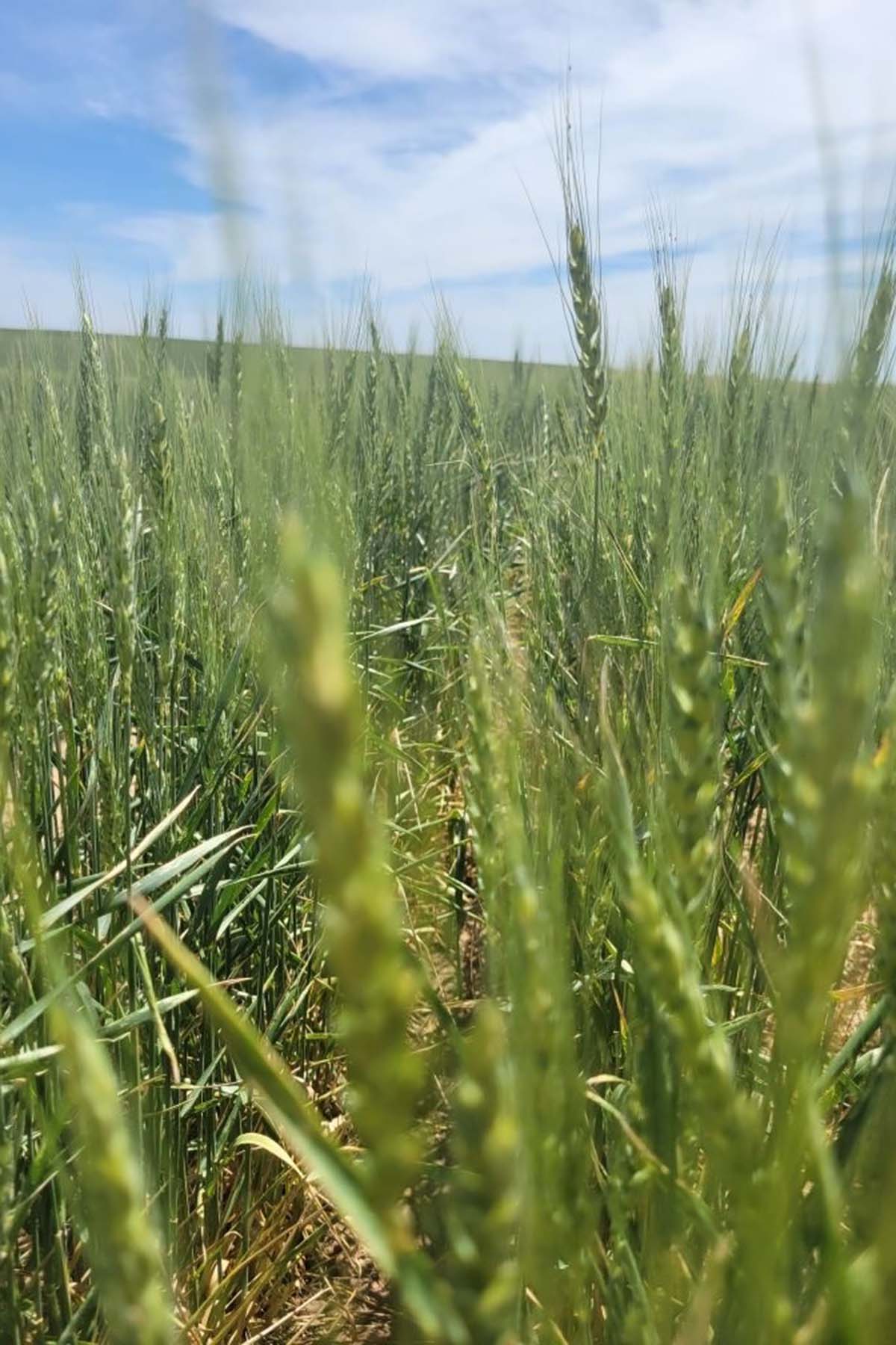 Kit Carson County Farmland property picture 21 of 31