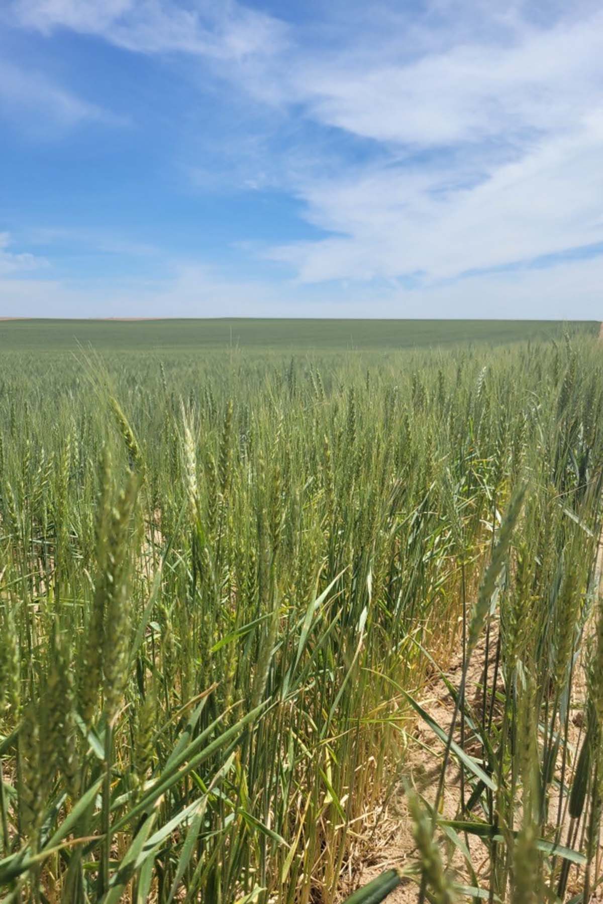 Kit Carson County Farmland property picture 22 of 31